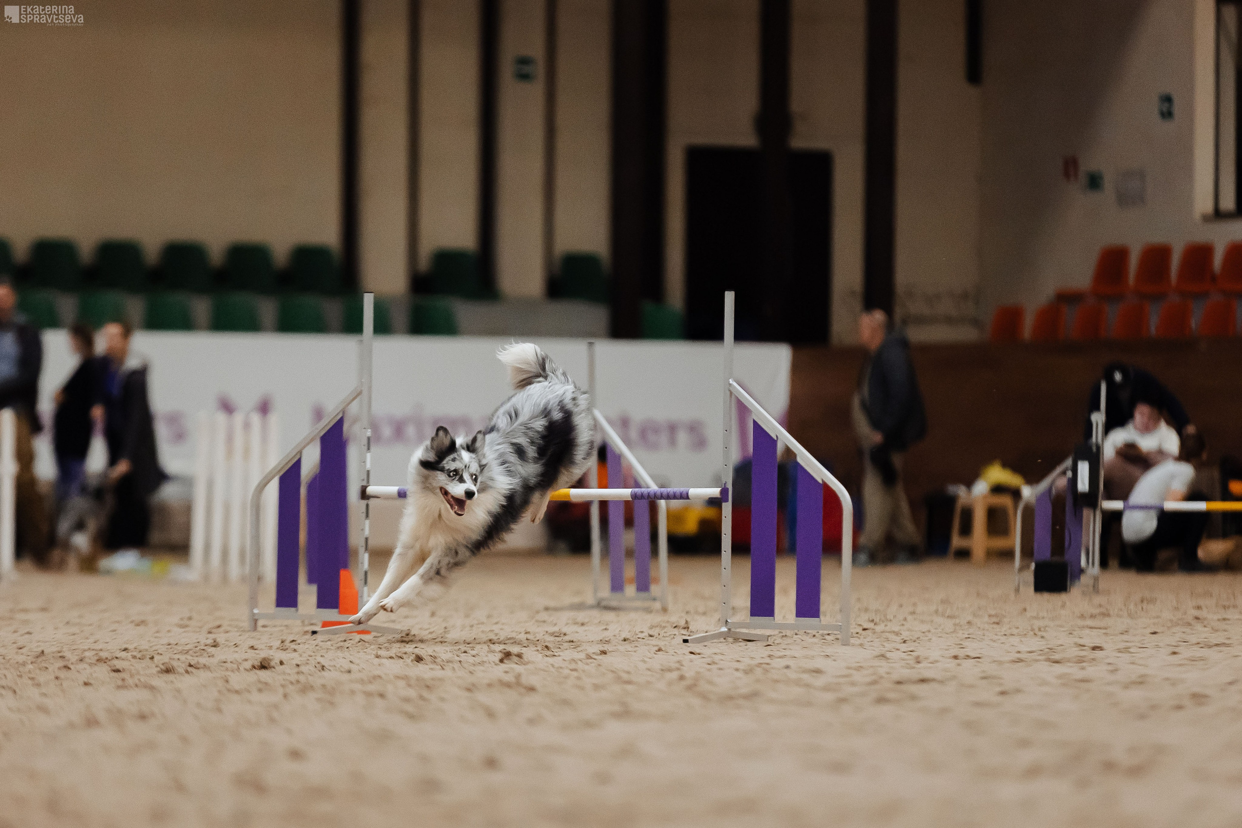 ЧРКФ Аджилити в Максима. Фотограф Анималист Екатерина Справцева в Нижнем Новгороде