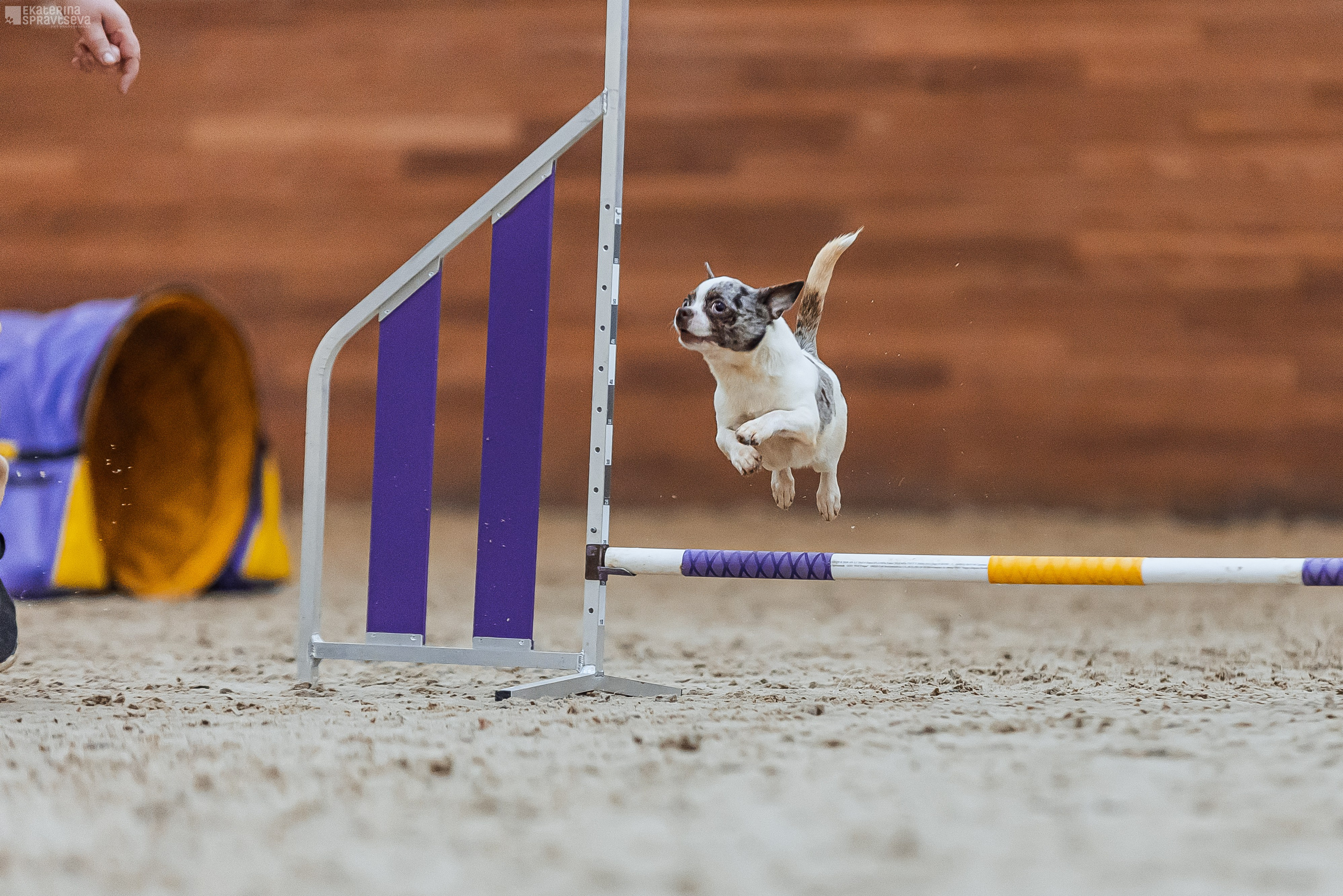 ЧРКФ Аджилити в Максима. Фотограф Анималист Екатерина Справцева в Нижнем Новгороде