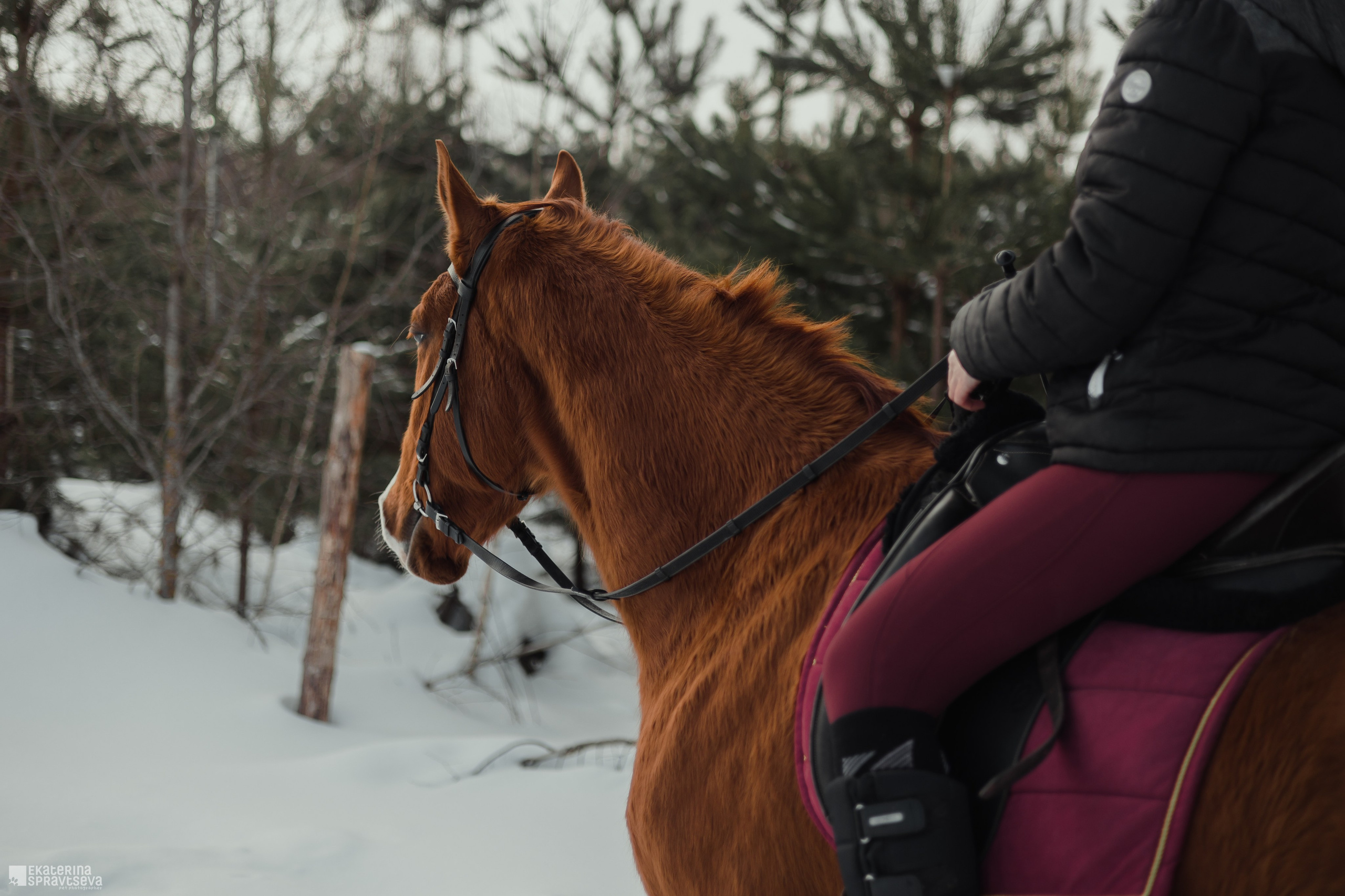 Среди грив и копыт. Фотограф Анималист Екатерина Справцева в Нижнем Новгороде