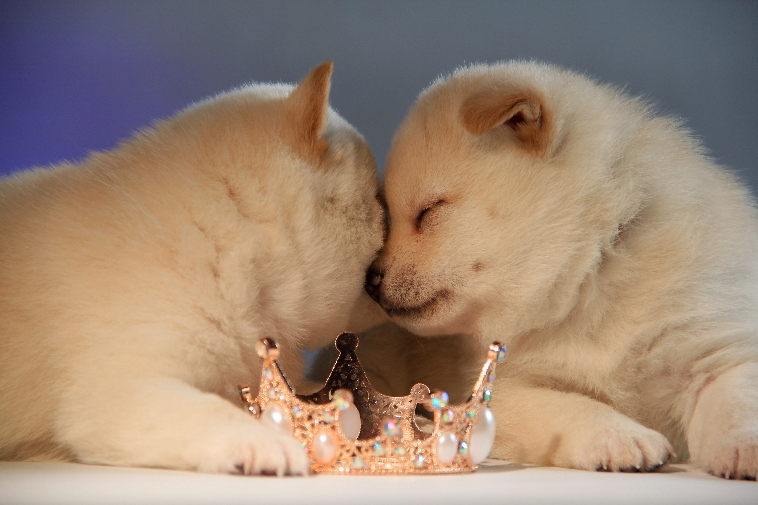 Щенки. Фотограф — анималист в Москве и области Ольга Петракова