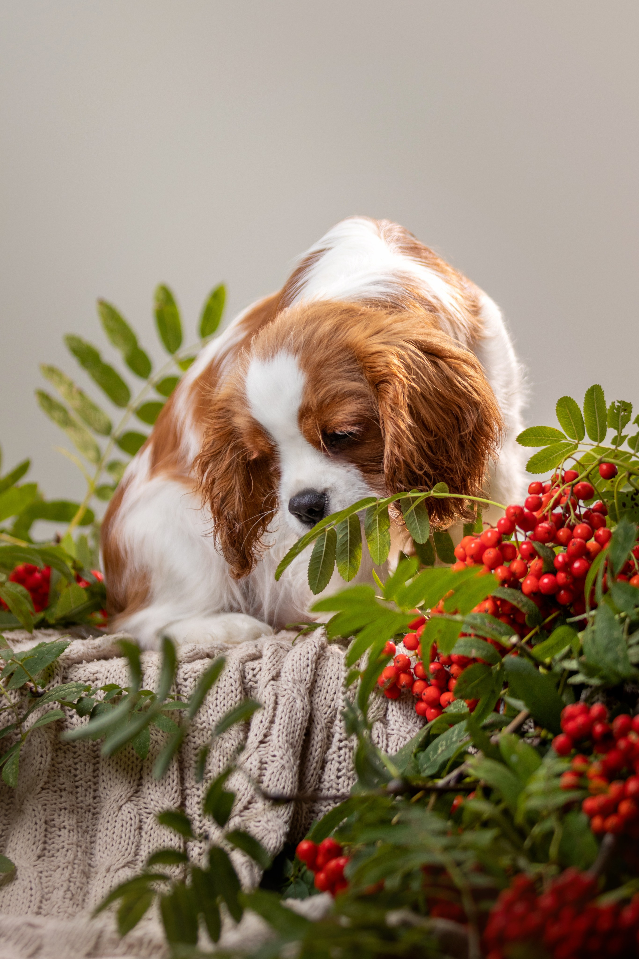 Студийная съемка. Фотограф — анималист в Москве и области Ольга Петракова