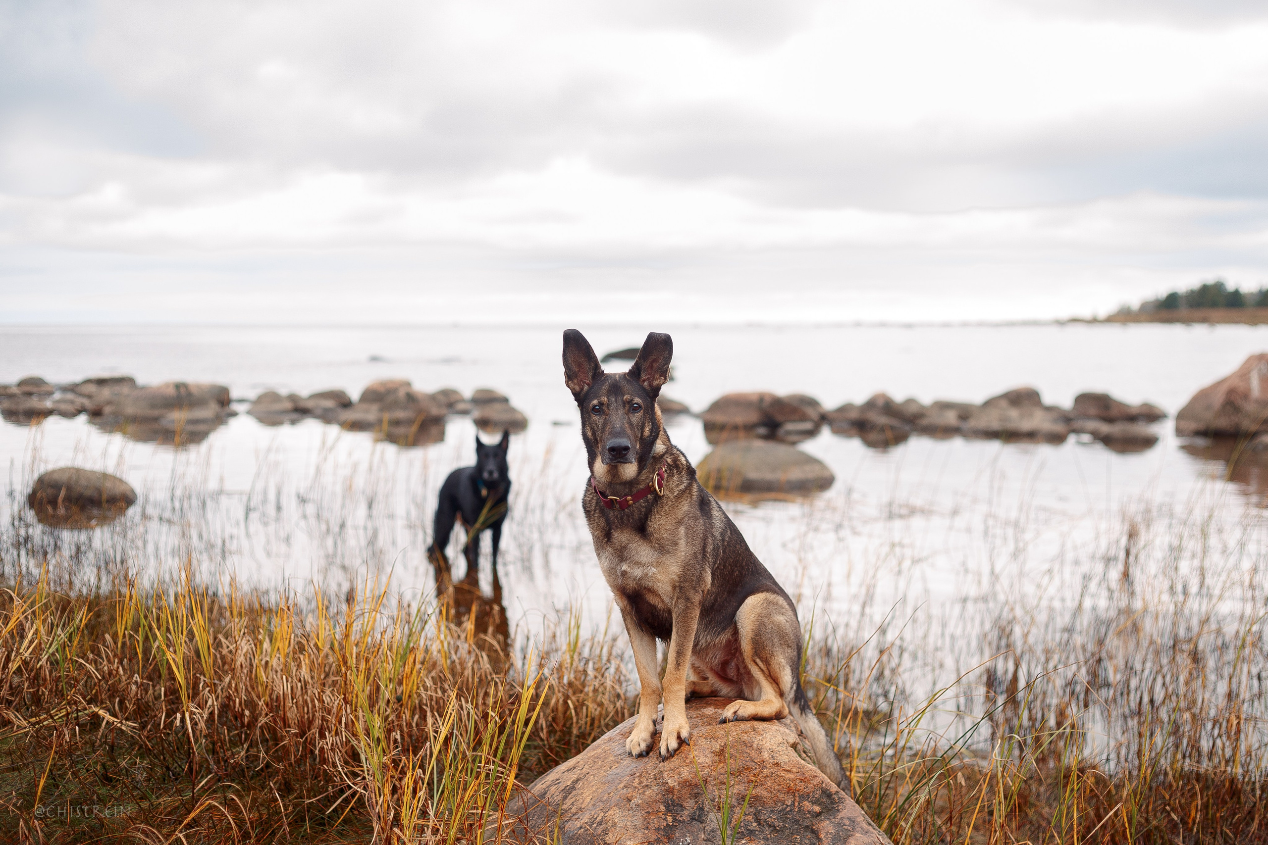 Дальний пирс. Фотограф-анималист Наталия Чистюхина в г. Сосновый Бор и ЛО