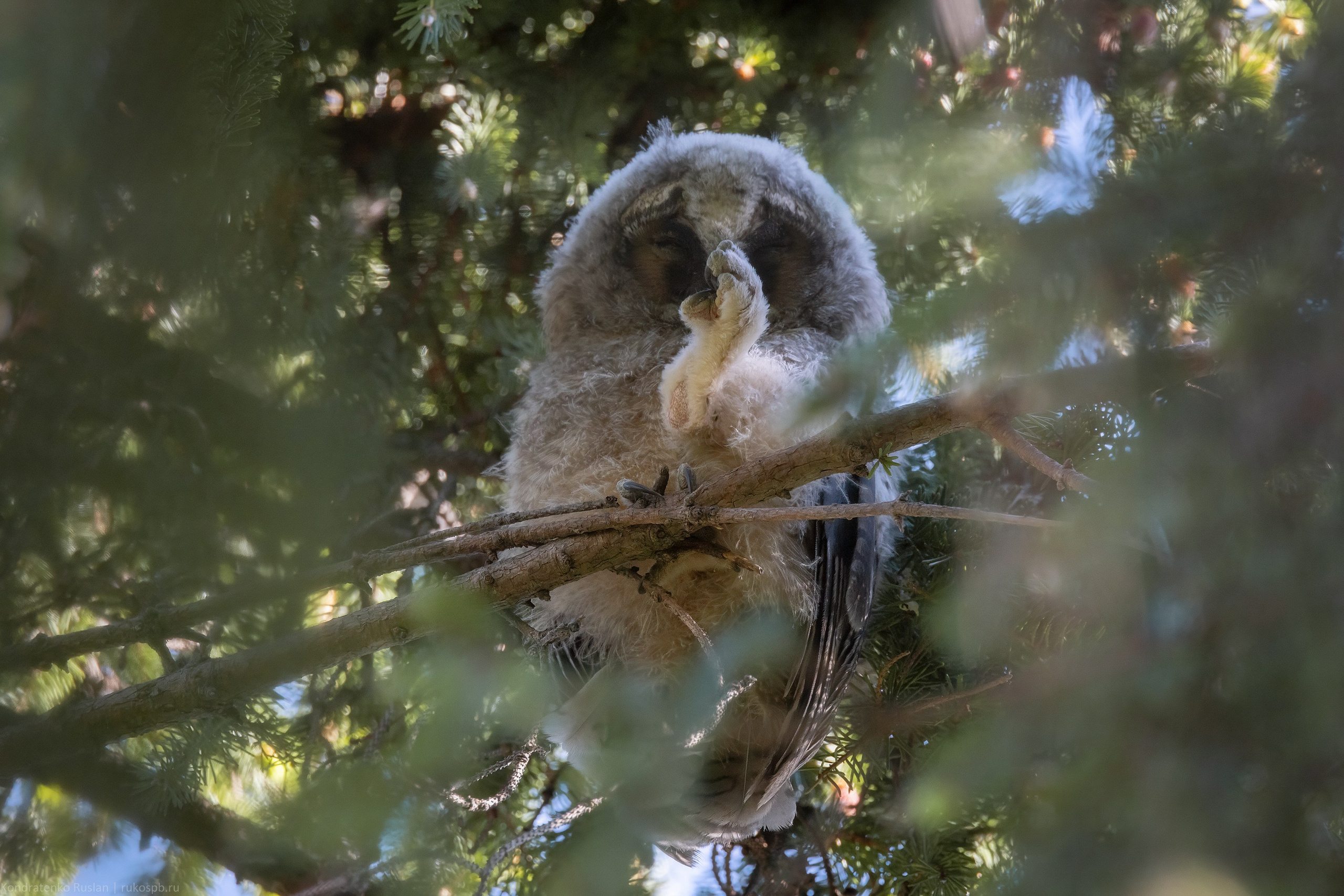 Ушастая сова. Архитектурный и пейзажный фотограф Кондратенко Руслан, Санкт-Петербург