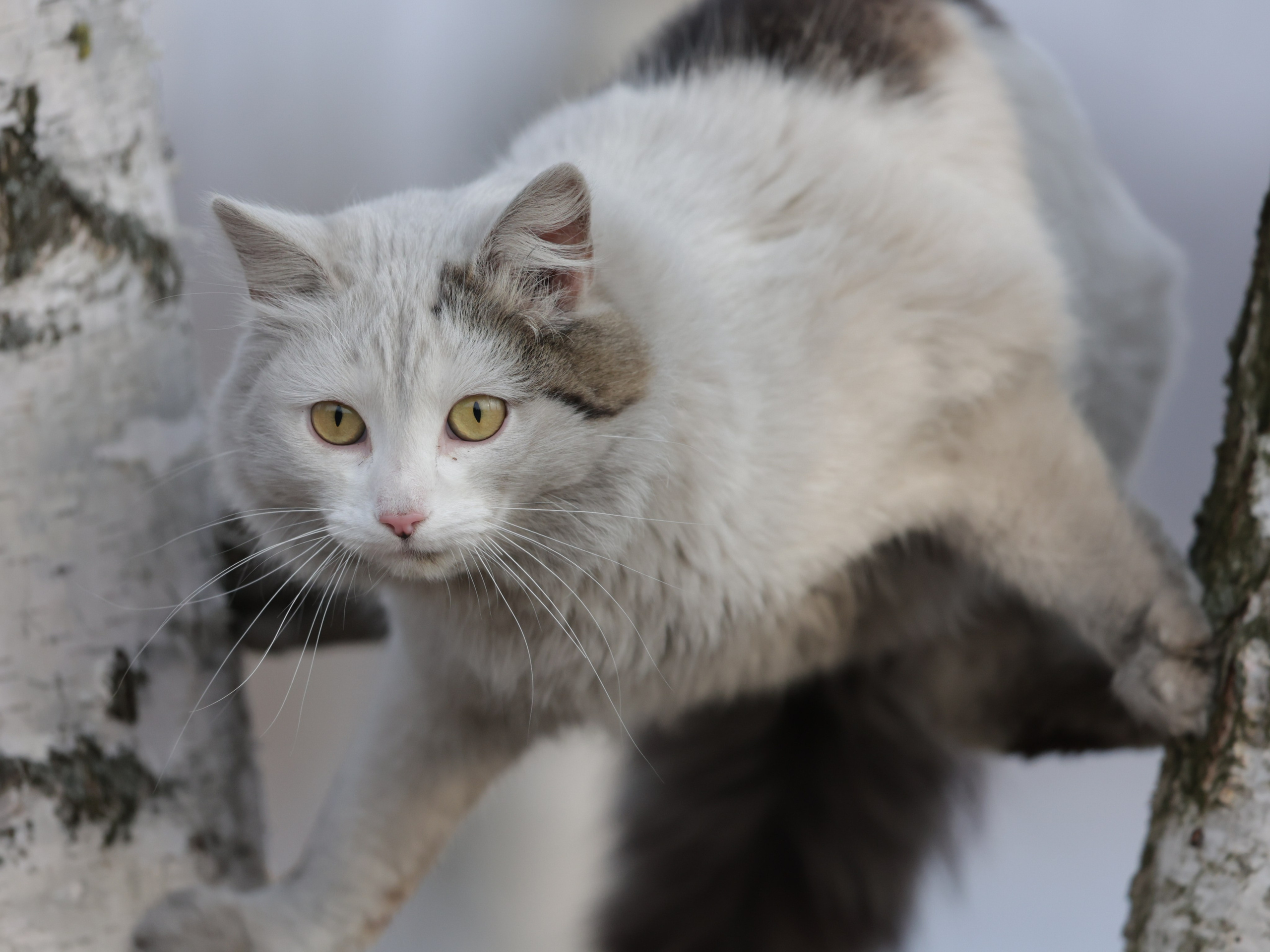 Фотограф Татьяна Марсуверских г. Жуковский, Москва и Мо. Репортажные съёмки, фотосессии,  фотограф анималист, фотосъёмка животных. Фотограф для маркетплейсов, фотоуслуги в Жуковском Татьяна Марсуверских