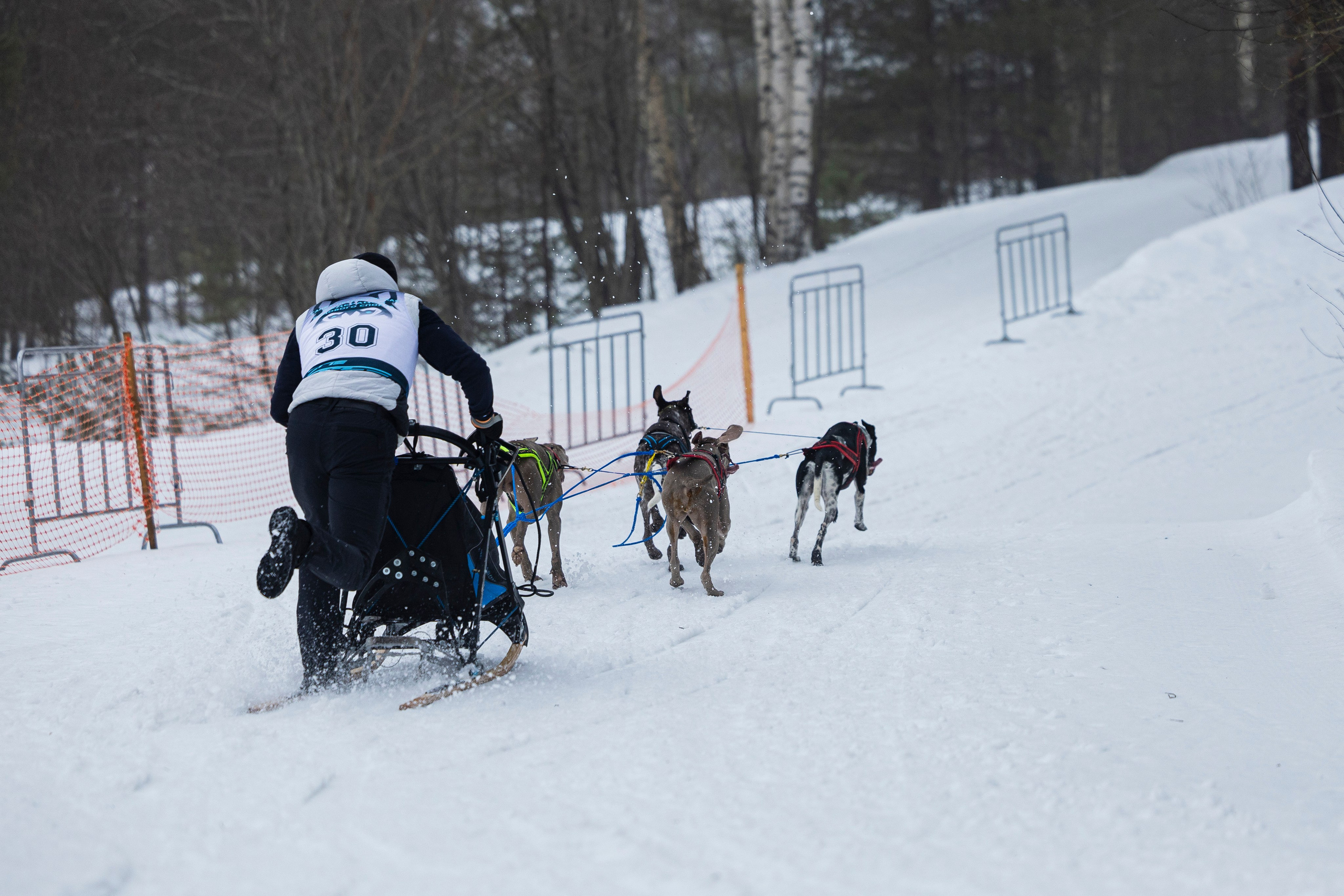 Зимний Чемпионат Санкт-Петербурга по ездовому спорту. Фотограф-анималист Анна Маринич