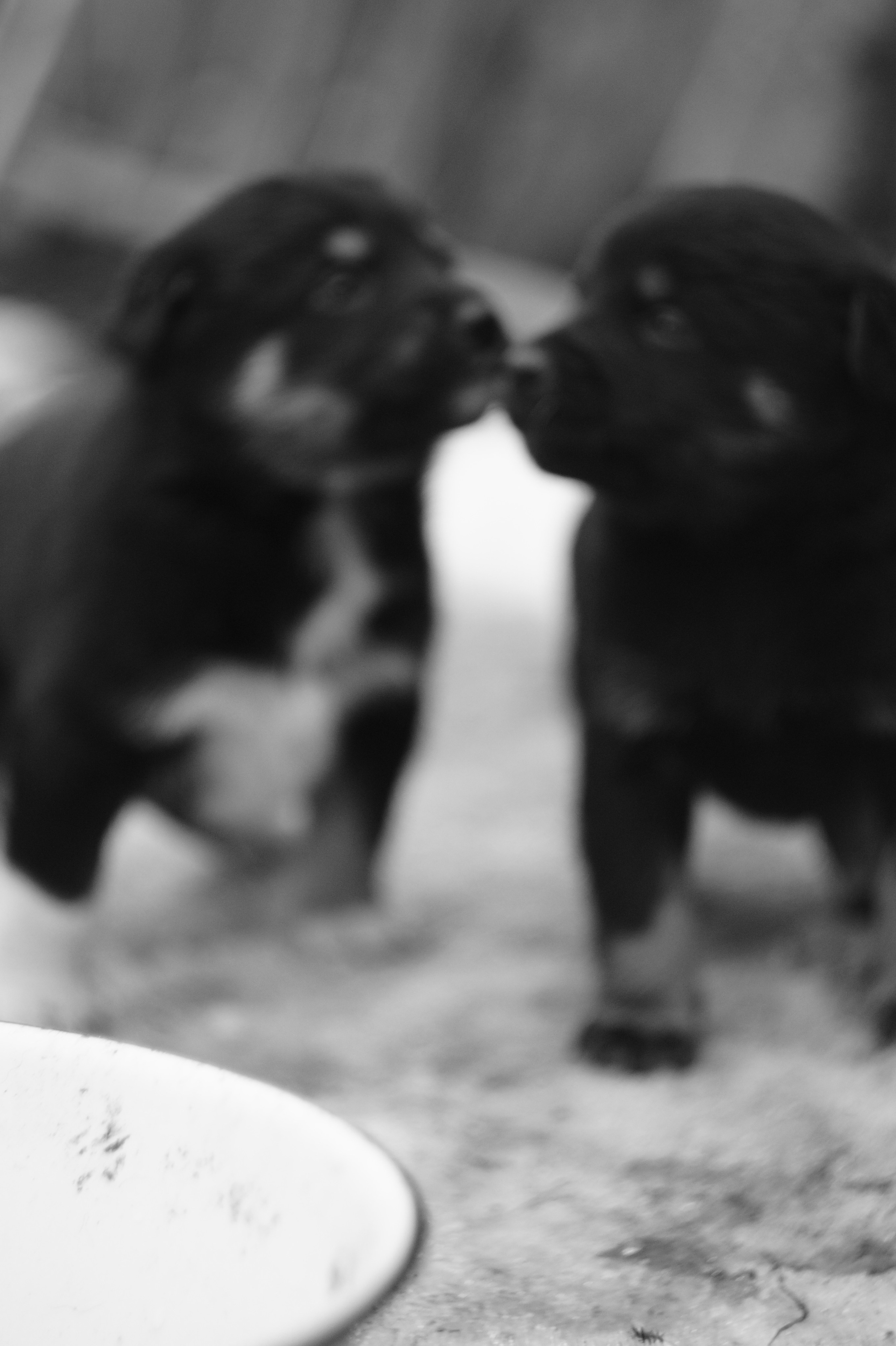 Dogs. Профессиональный фотограф