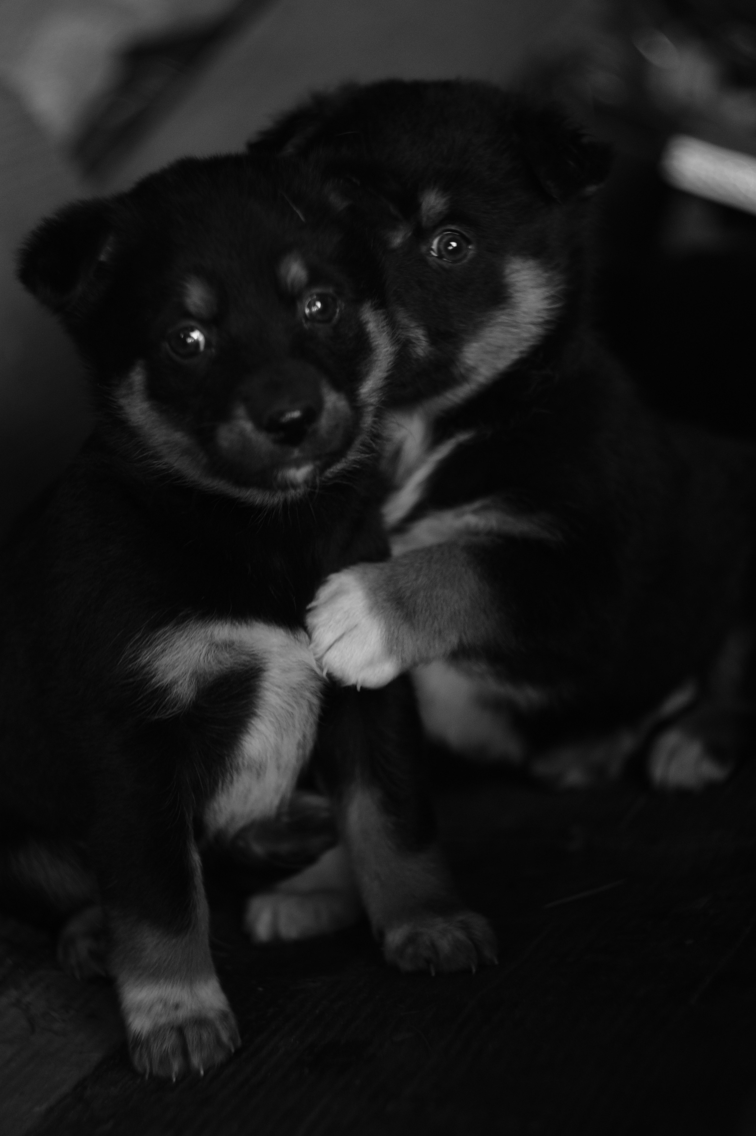 Dogs. Профессиональный фотограф