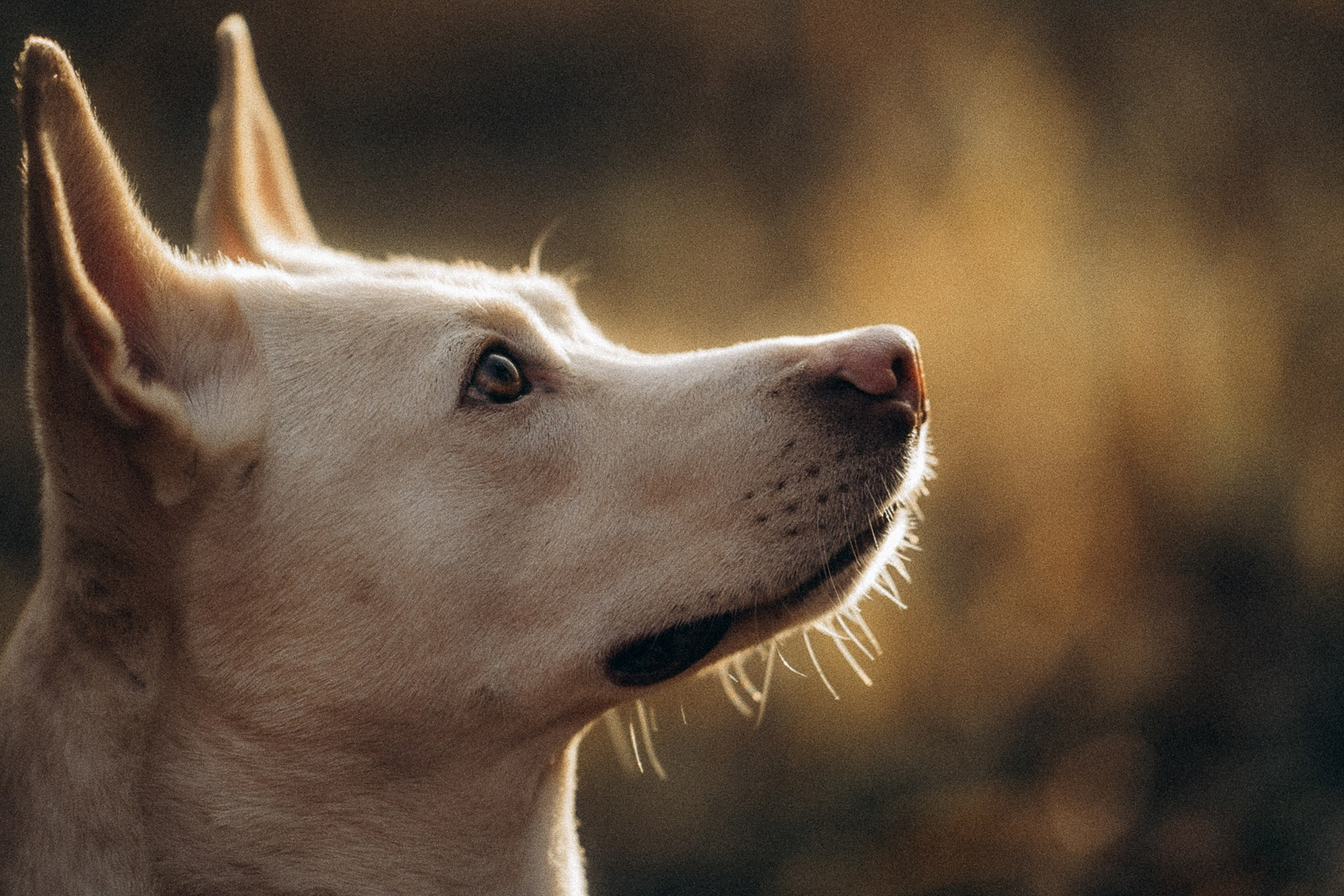 Туся. Фотограф анималист в Москве и Санкт-Петербурге Свиридова Анна