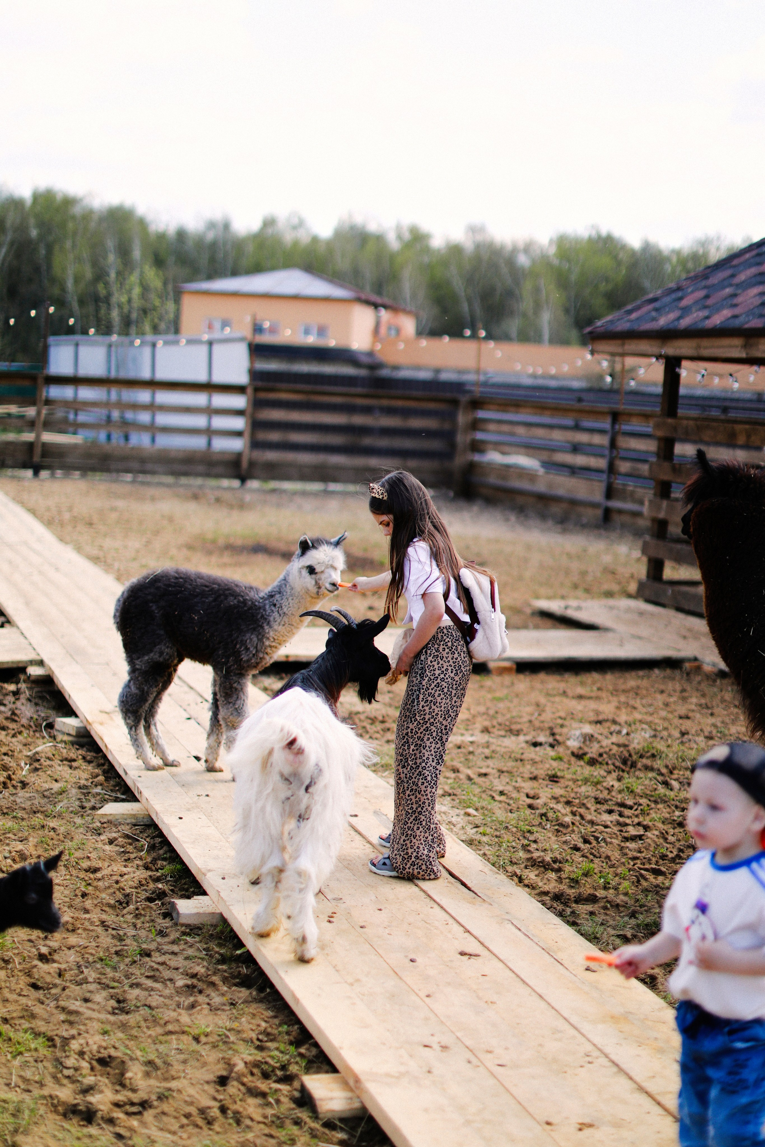 Пойдем обниматься с альпаками. Семейный и детский фотограф Москва