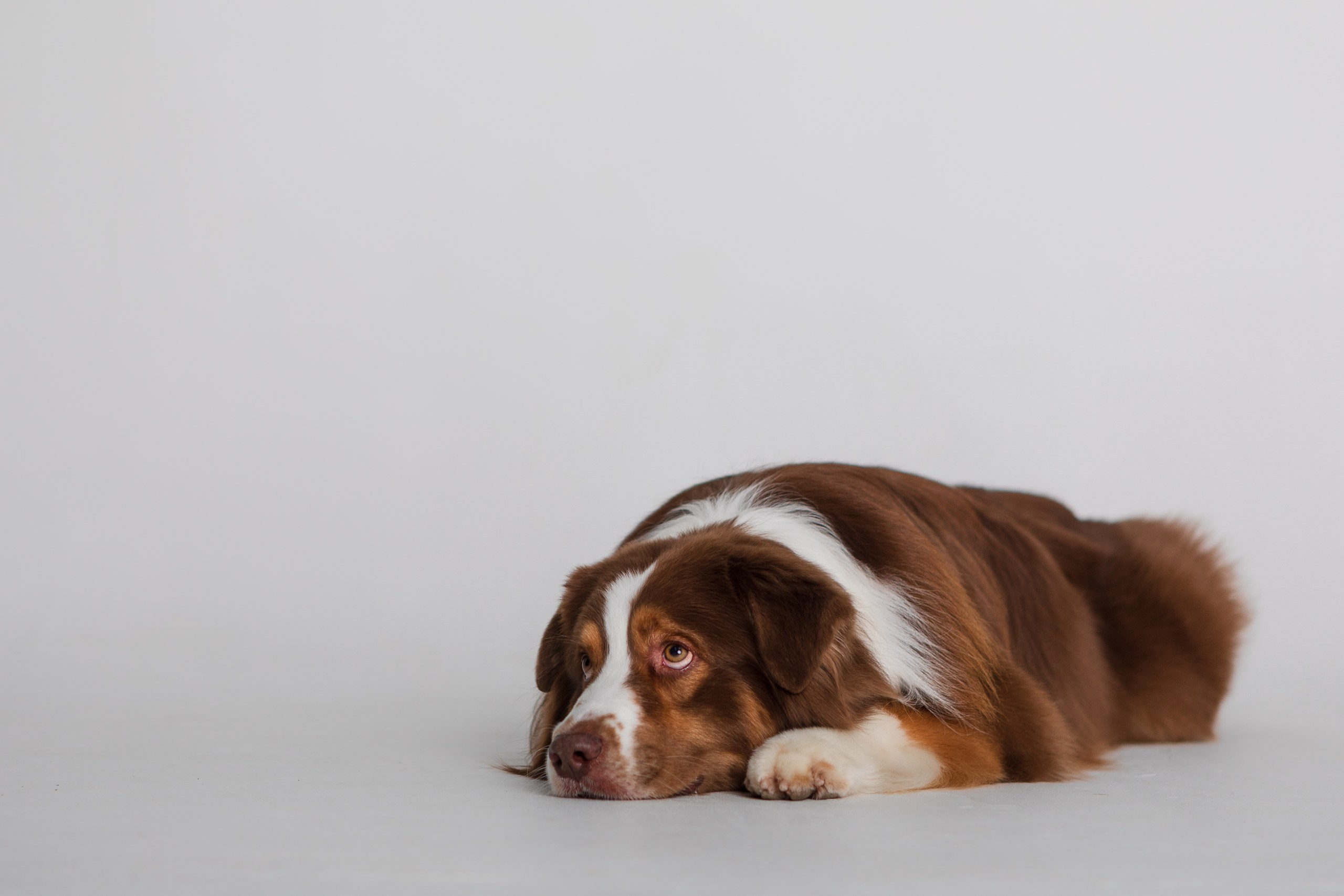 Аусси Браавос. Студия. Фотограф анималист Кузнецова Анна Нижний Новгород