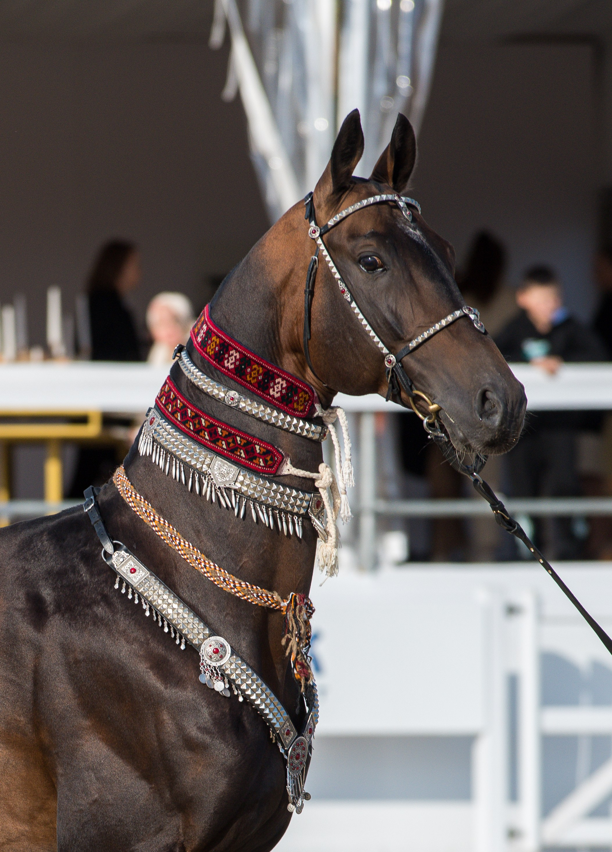 Приз. Продажа ахалтекинских и полукровных лошадей