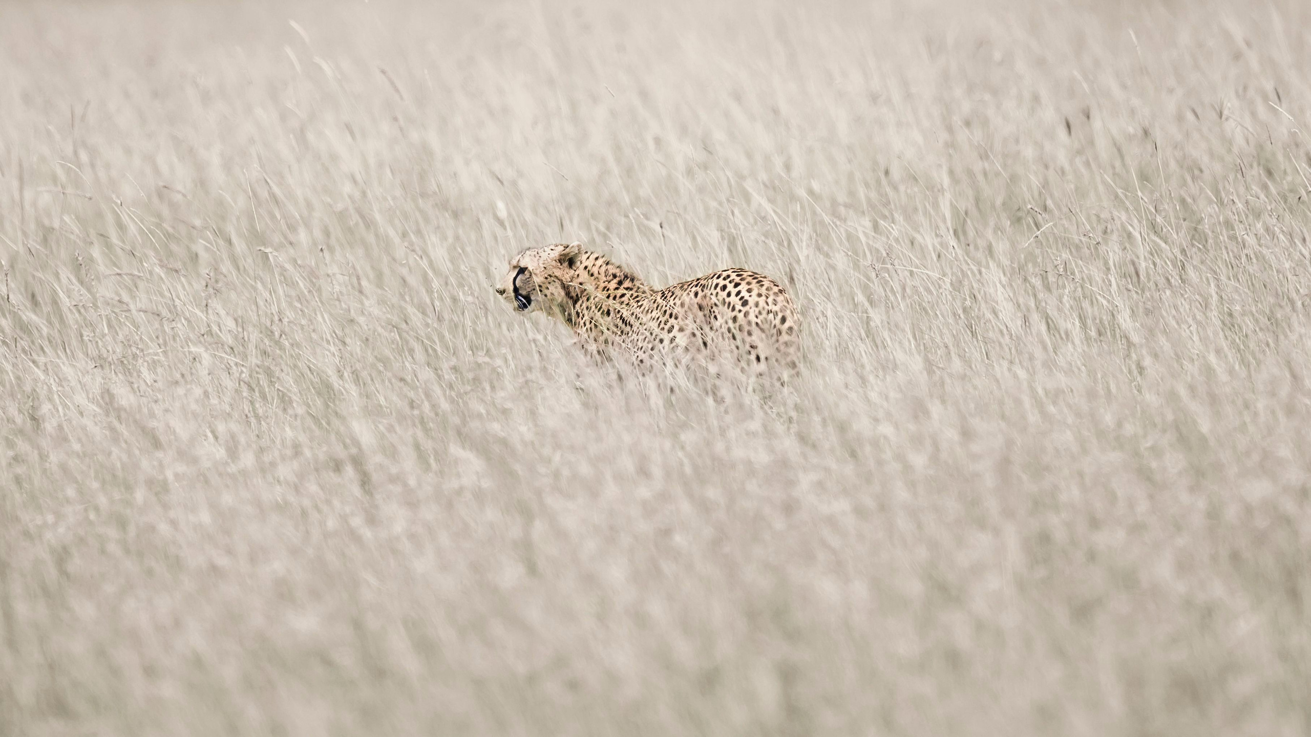 Кения. Wildlife photography by Sergey Puponin