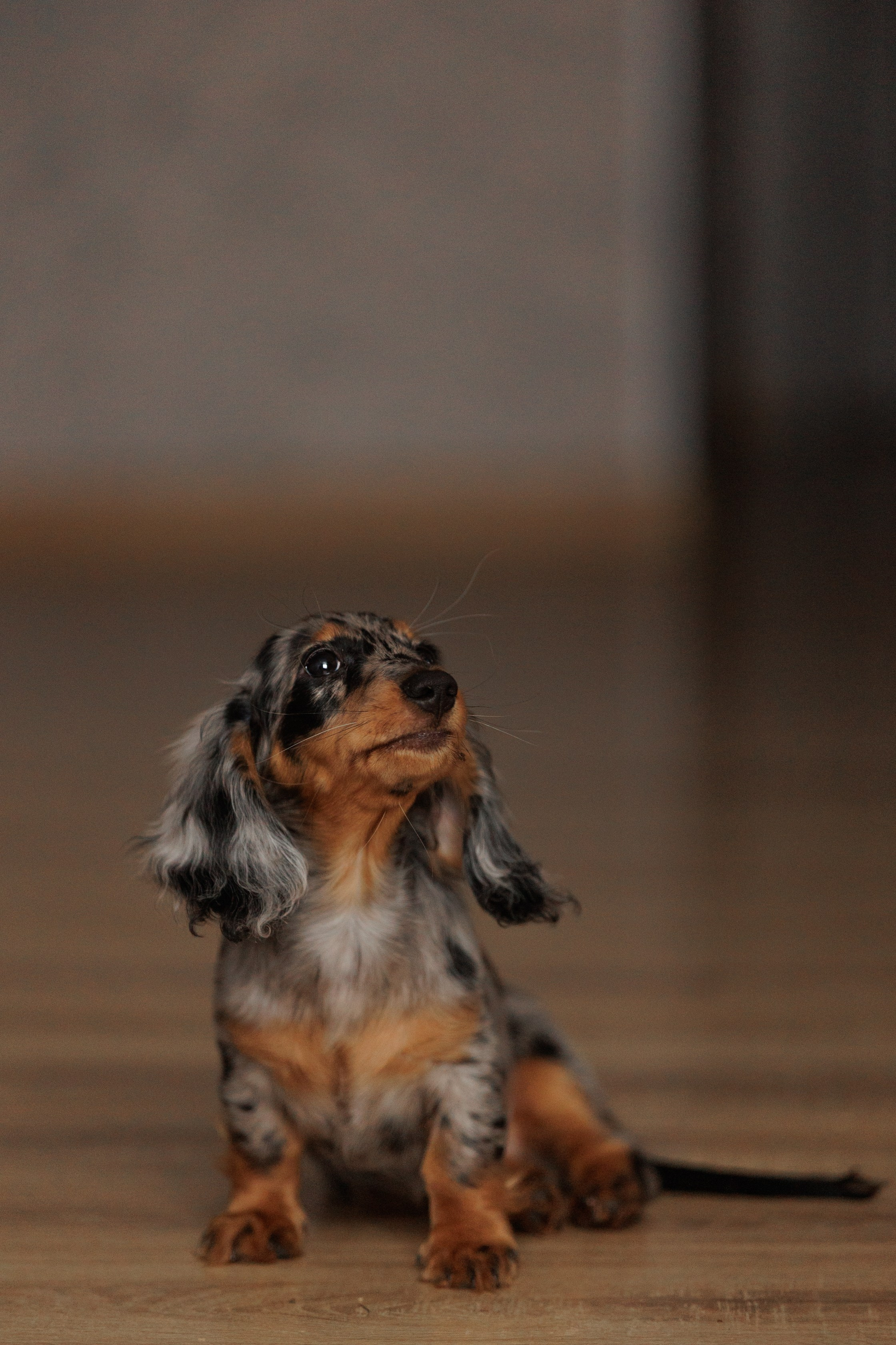 Собаки. Конный фотограф Валынкина Лера