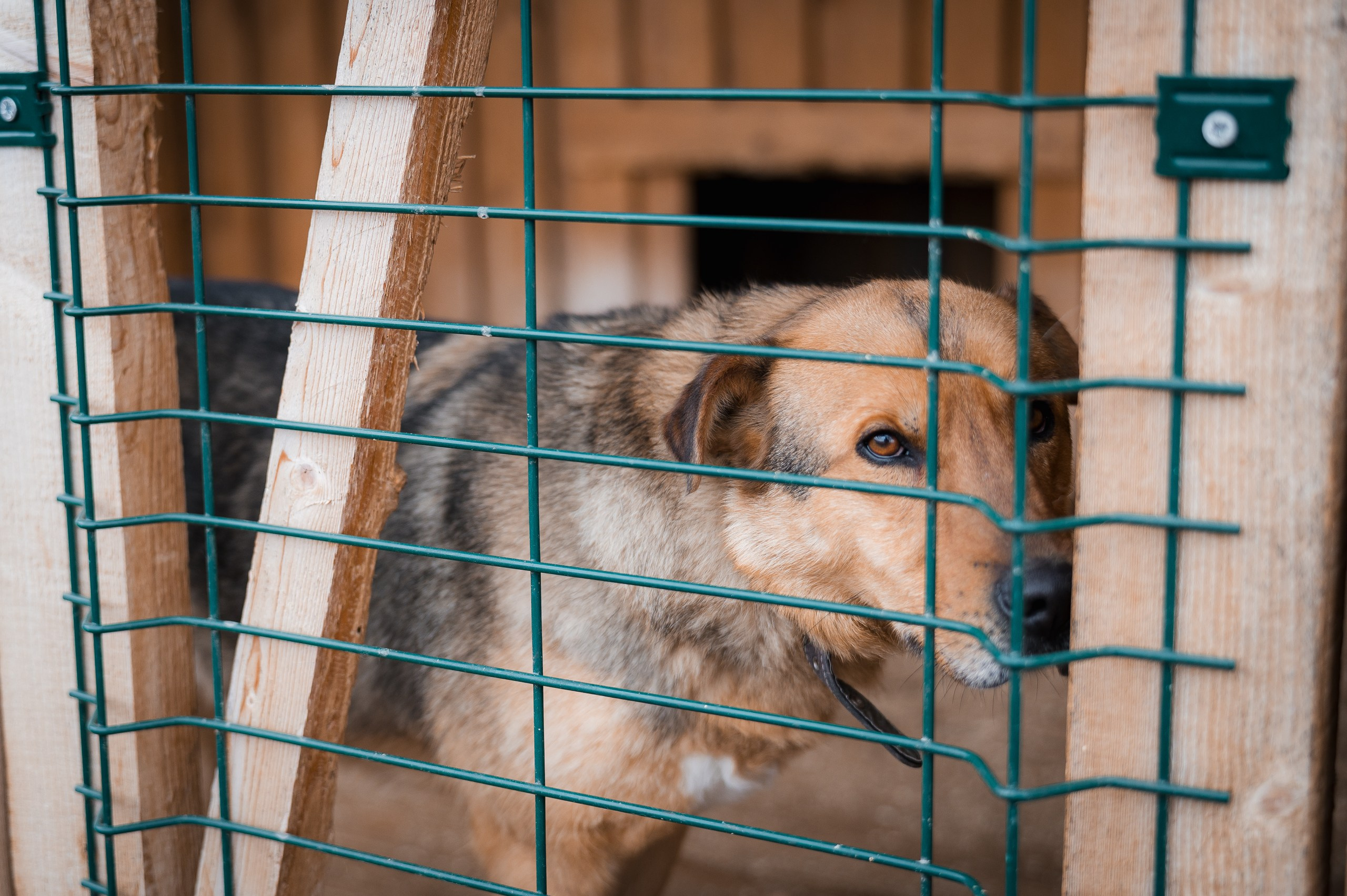 Чак. Улыбка собаки — спасение и пристройство бездомных собак