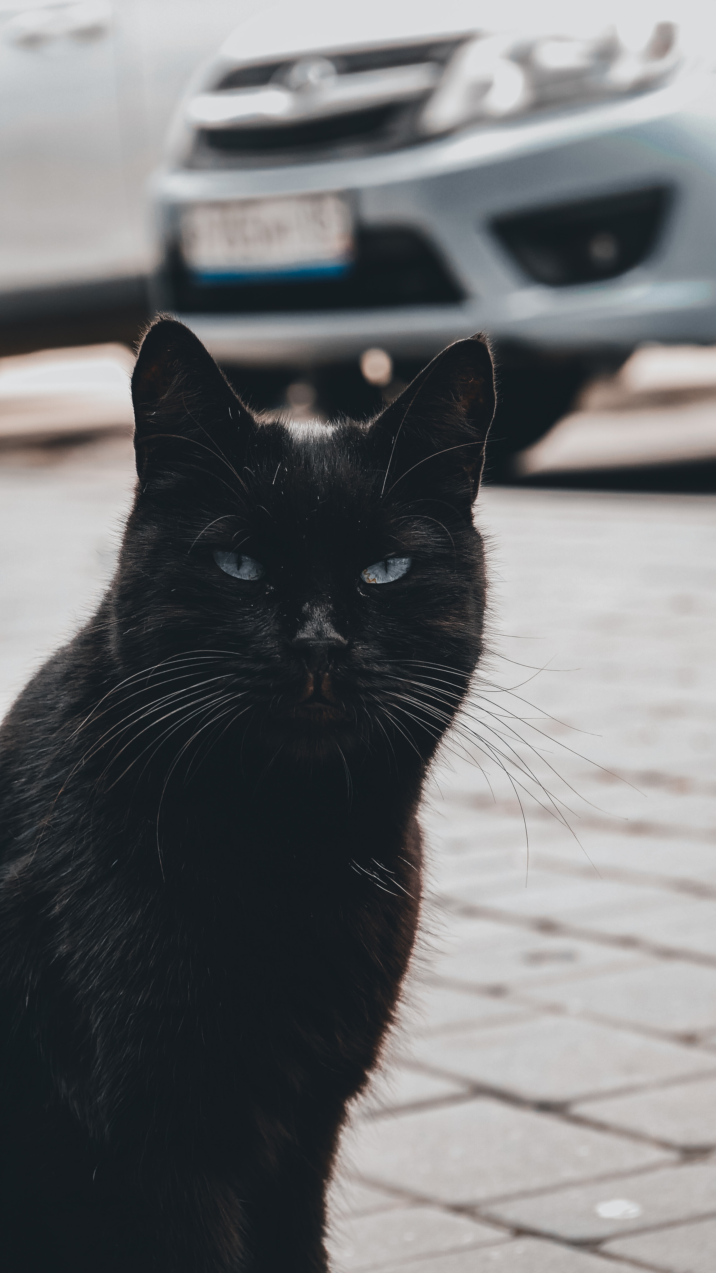 Animals. Ваш любимый фотограф