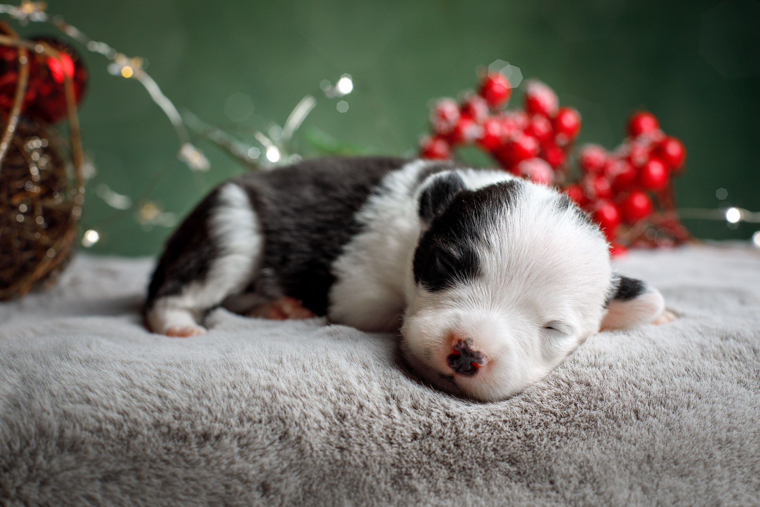 Студийная ньюборн съемка помета бордер-колли. Фотограф-анималист в Москве и Московской области Татьяна Фролова