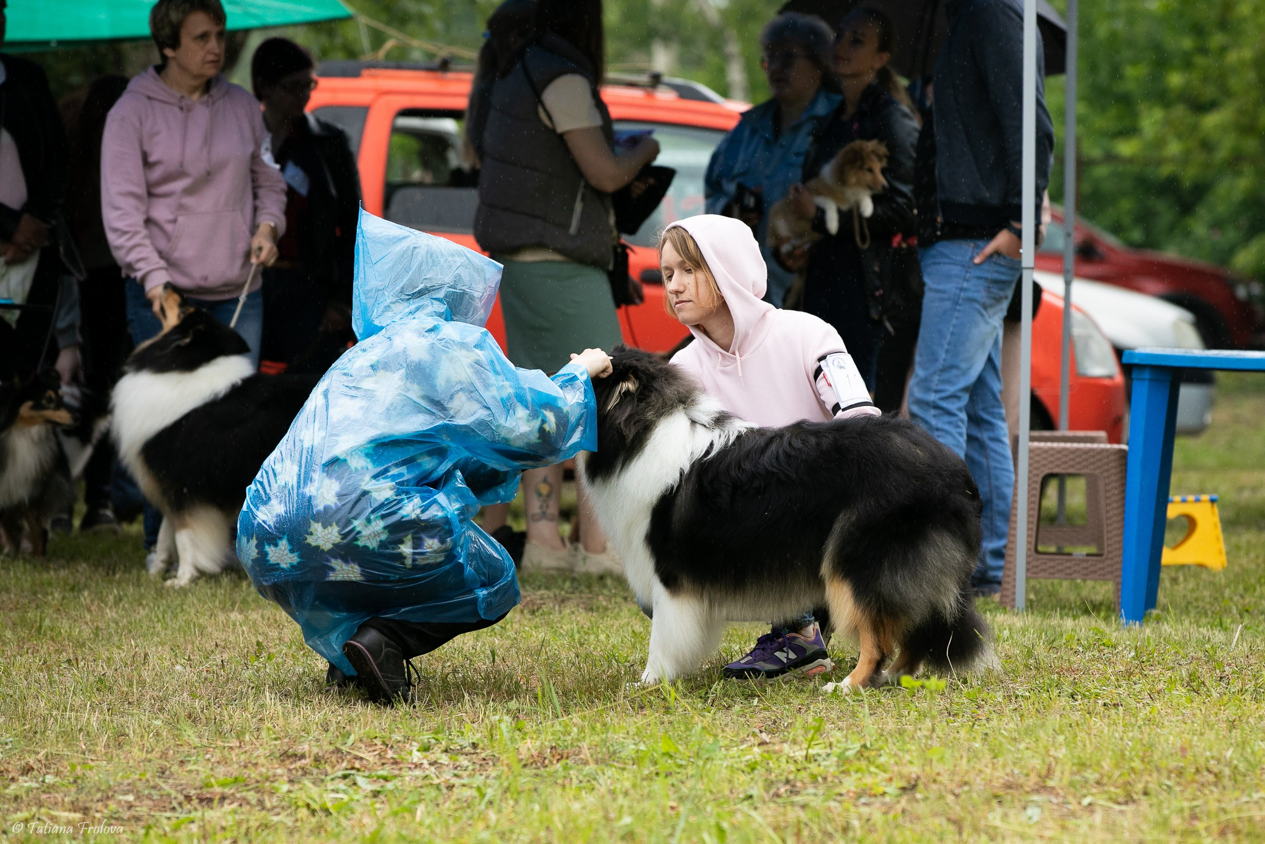 Фотосопровождение выставки собак в Московской области и Москве. Фотограф-анималист в Москве и Московской области Татьяна Фролова