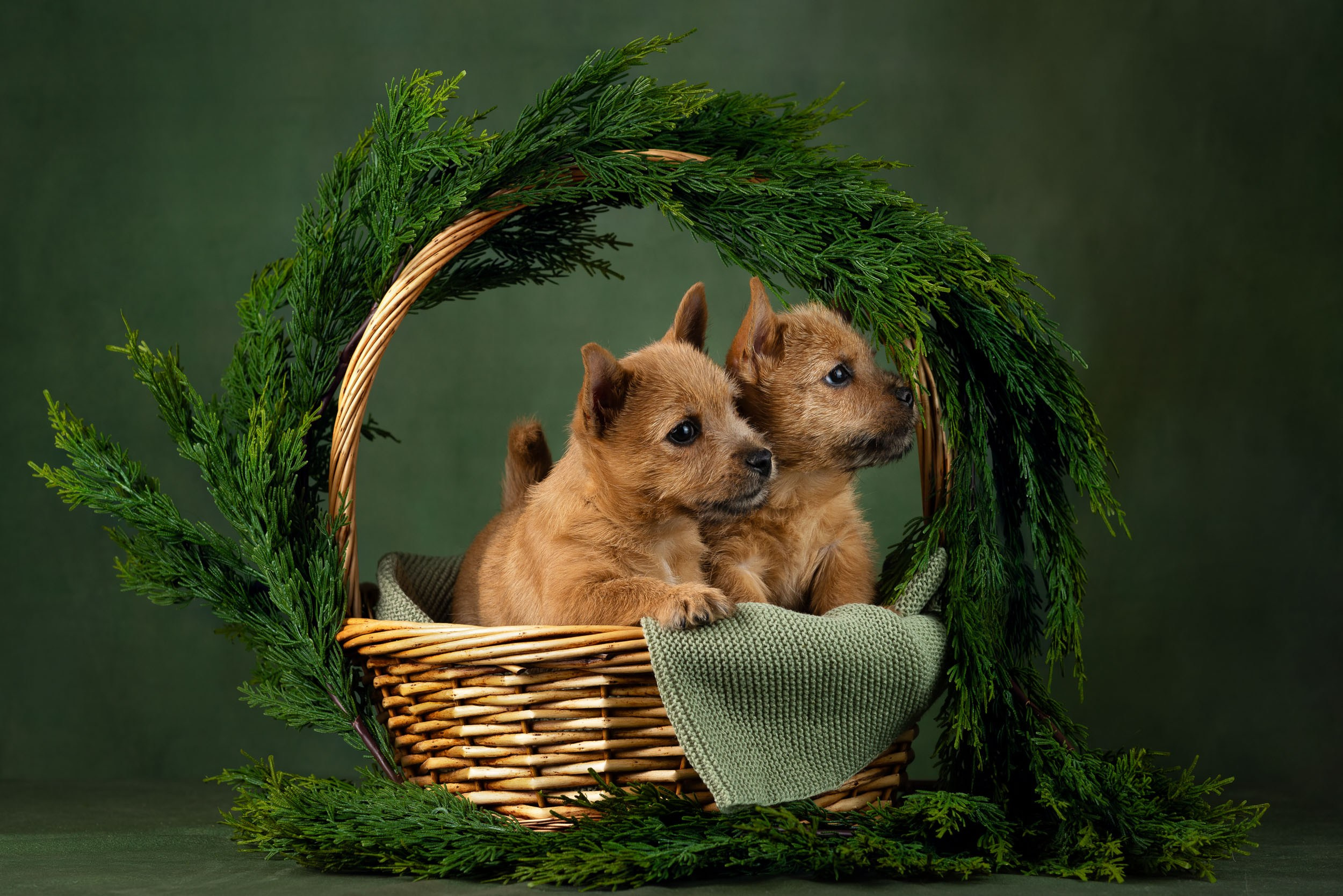Фотосъемка щенков норвич-терьера в питомнике Москва и область. Фотограф-анималист в Москве и Московской области Татьяна Фролова