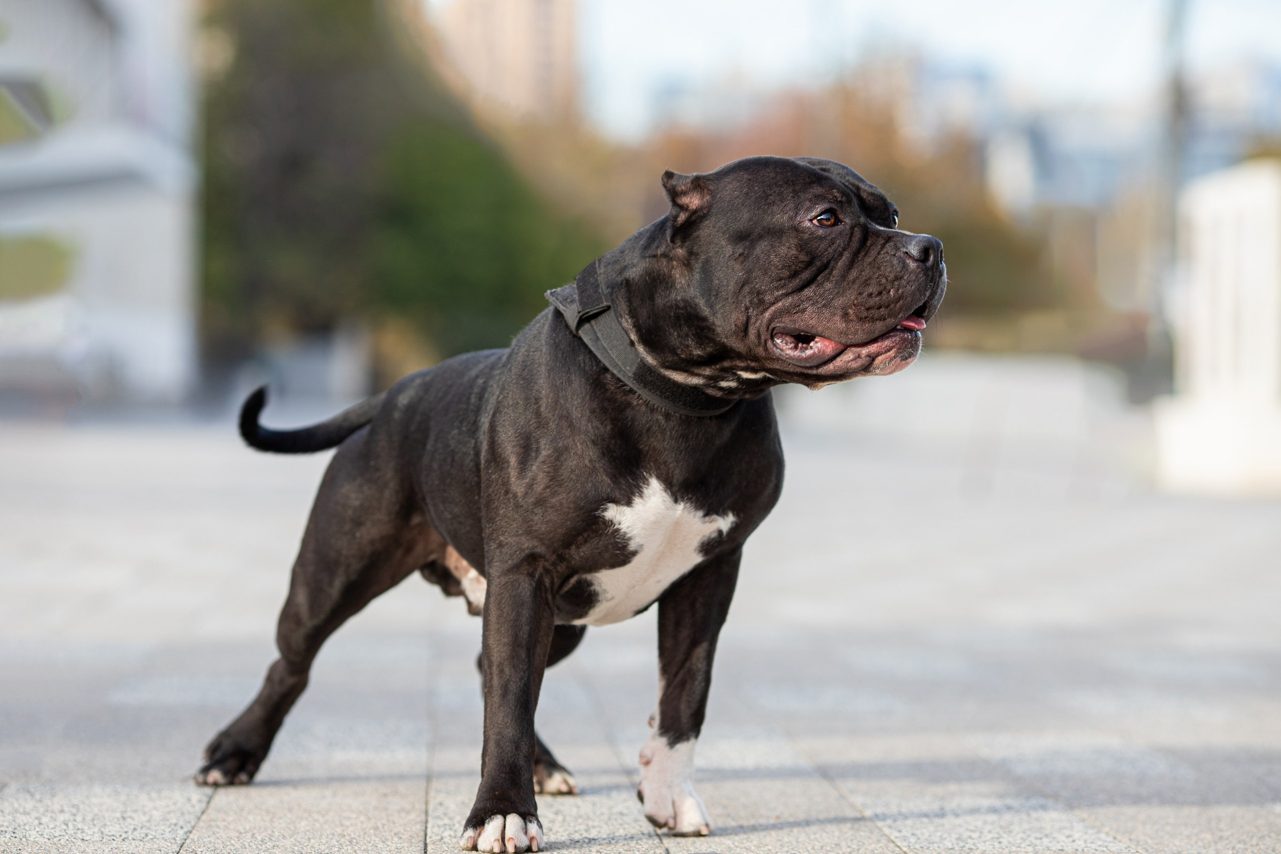 Фотопрогулка с собакой и съёмка для презентации собак