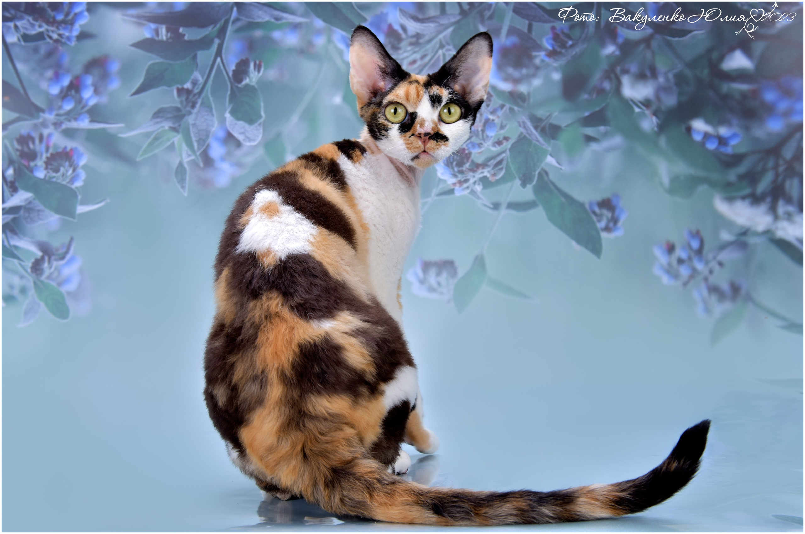 Взрослые. Фотограф анималист | семейный Юлия Вакуленко, г. Краснодар