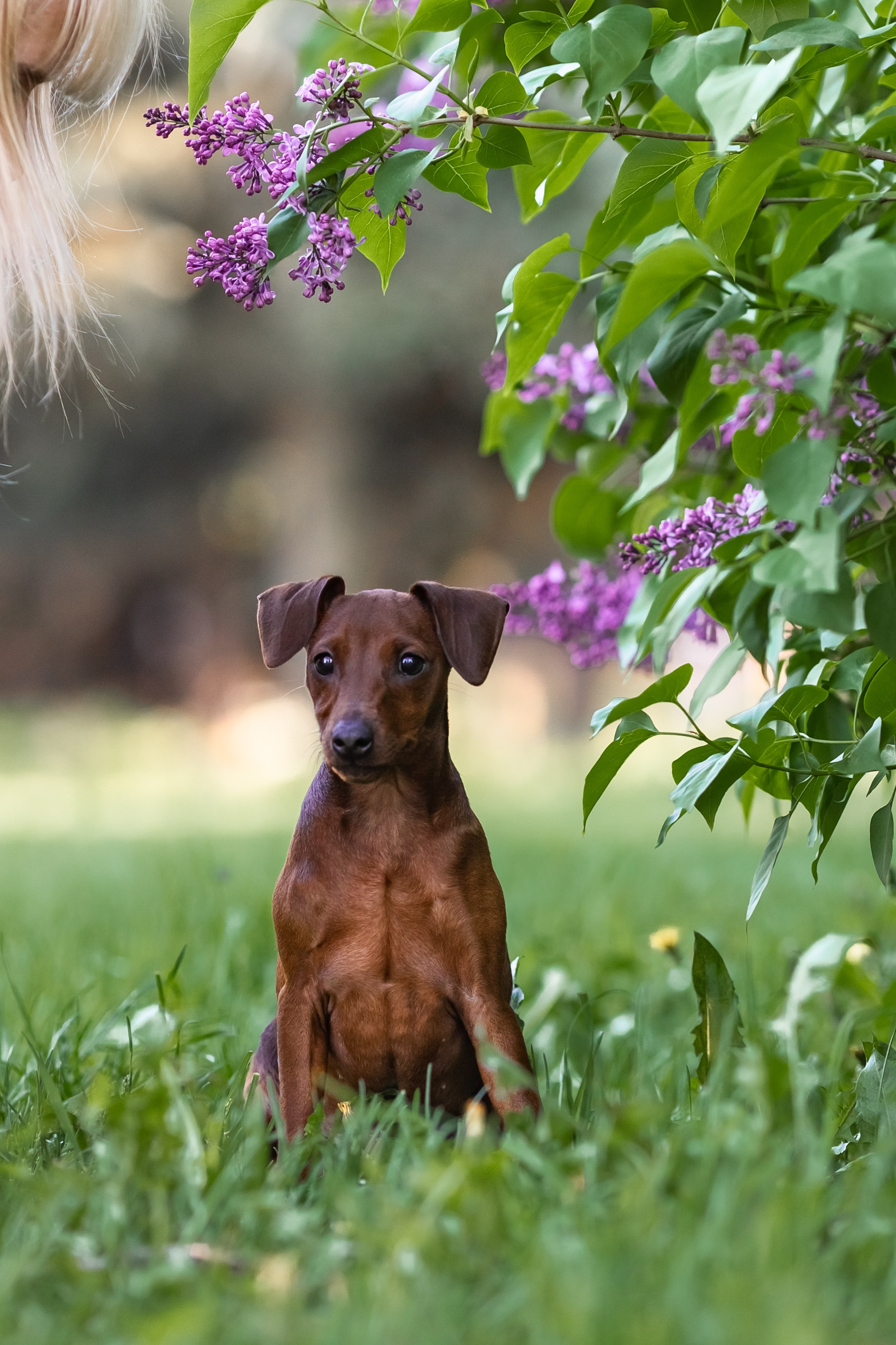 Пинчерята. Фотограф анималист Аня Ливанова | Рыбинск