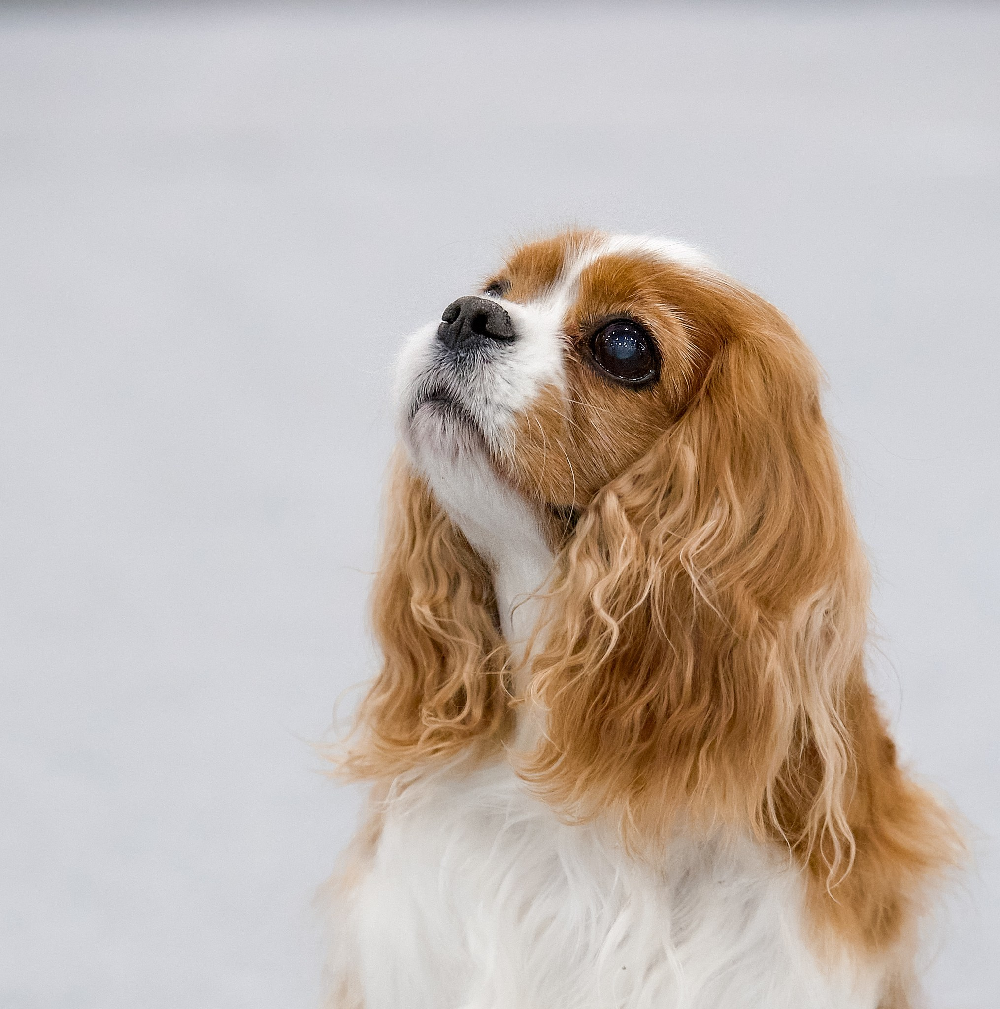 ККЧС Няша — Fire of love vom Kaninchengarten. Главная