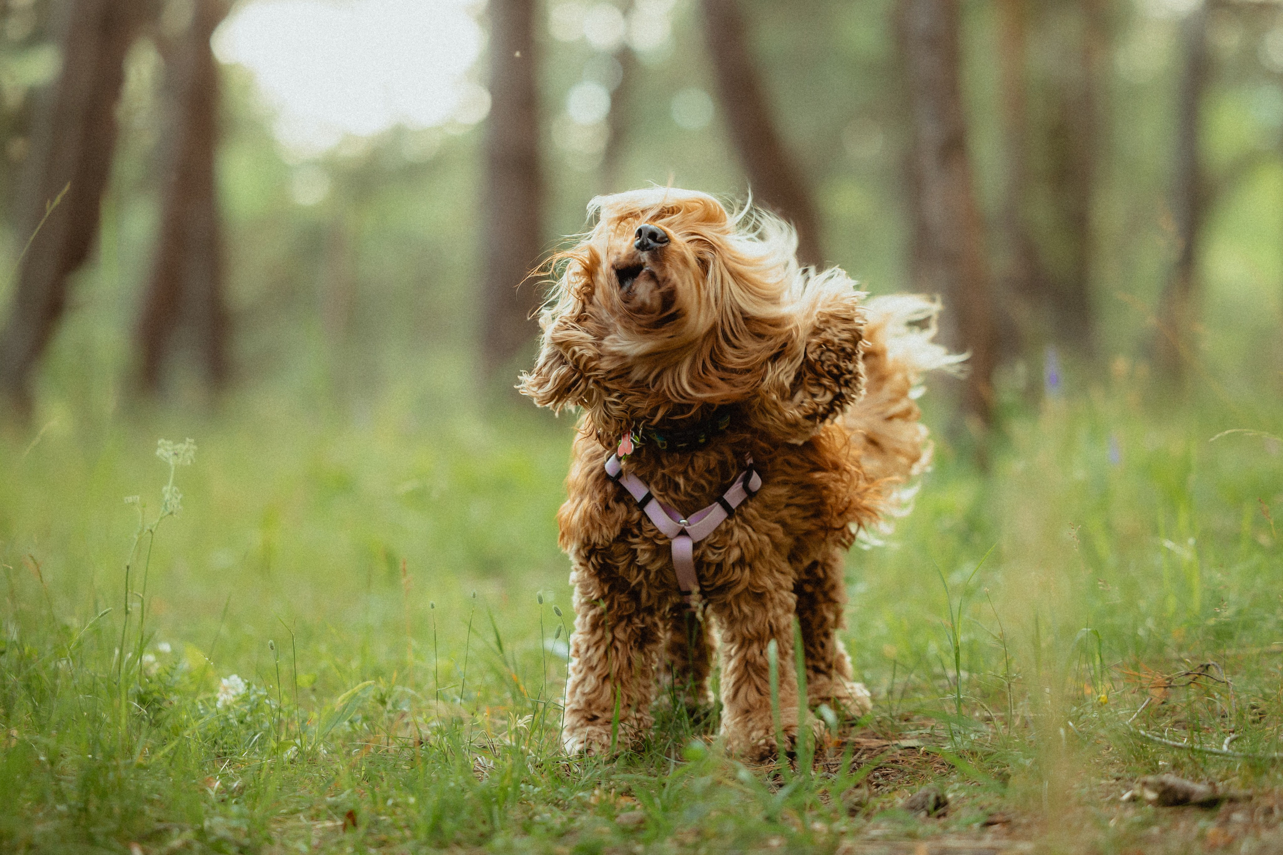 Выездной дог-тренинг от школы «Шерсть имею»