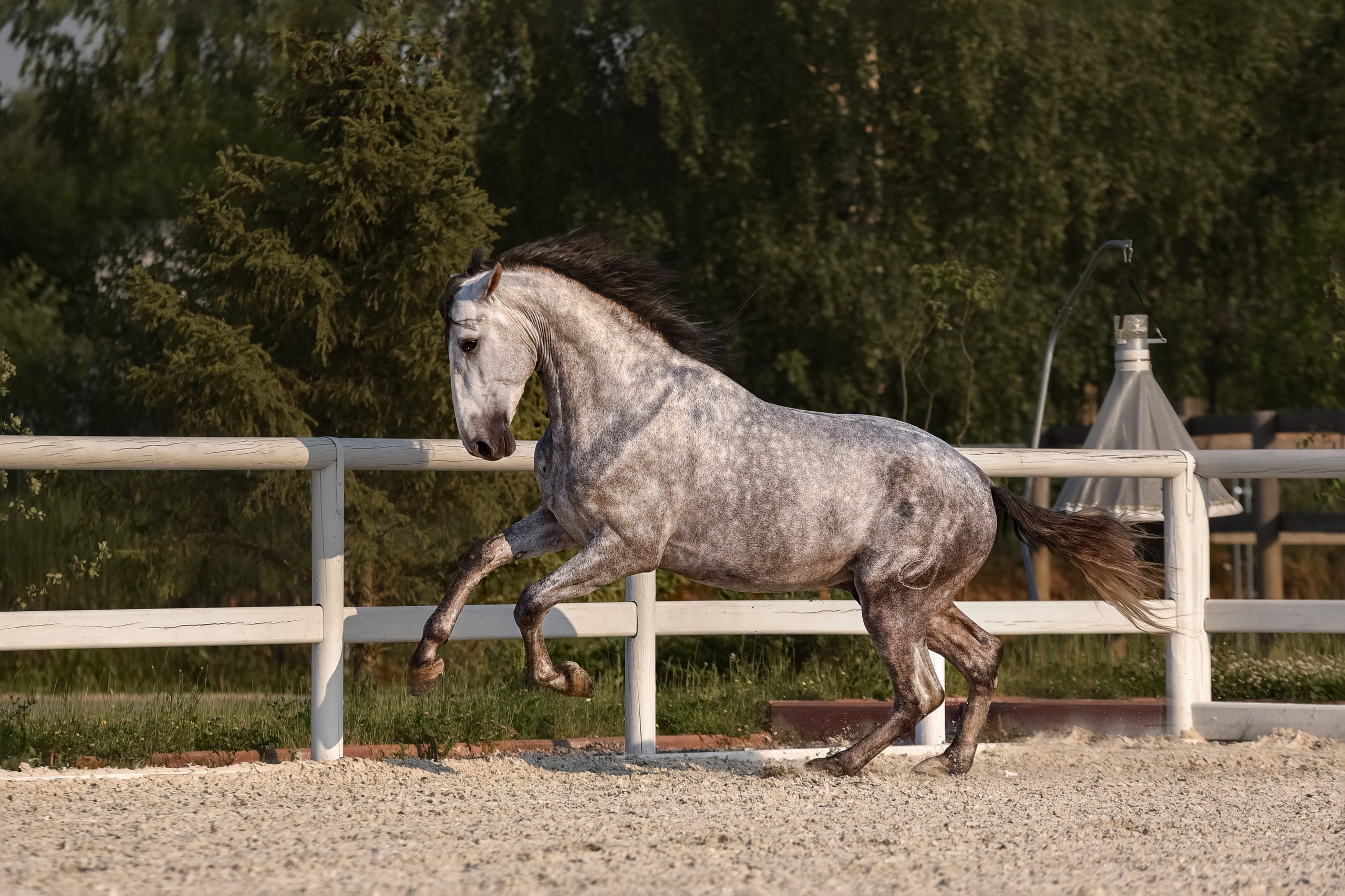 Лошади на свободе, съемка лошадей, экстерьерная съемка, фотосессия