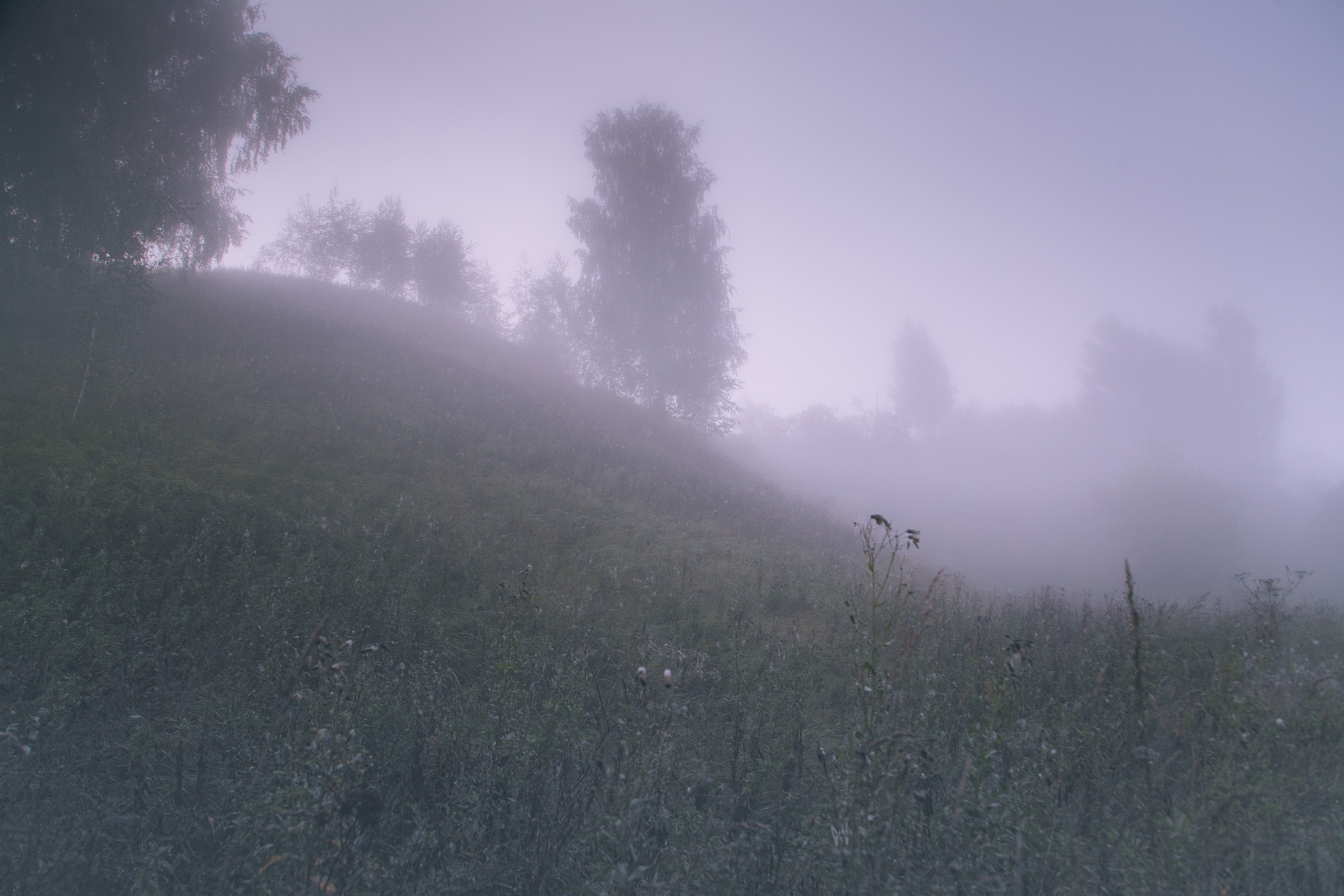 Средняя полоса. Свадебный и репортажный фотограф в Ярославле и Санкт-Петербурге Роман Микрюков