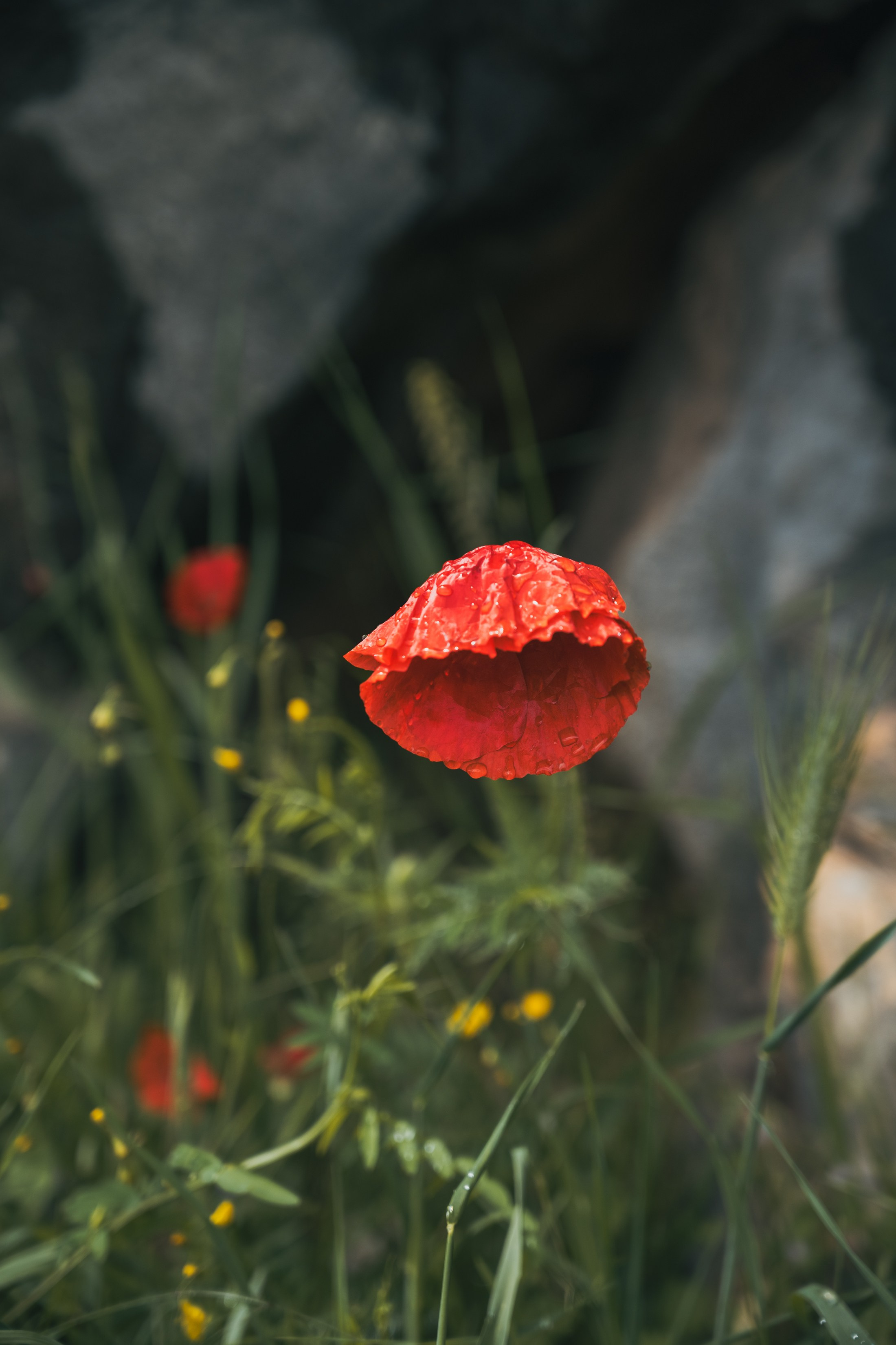 СКАДАРСКОЕ ОЗЕРО. ЧЕРНОГОРИЯ. Фотограф в Белграде Чугреева Елена