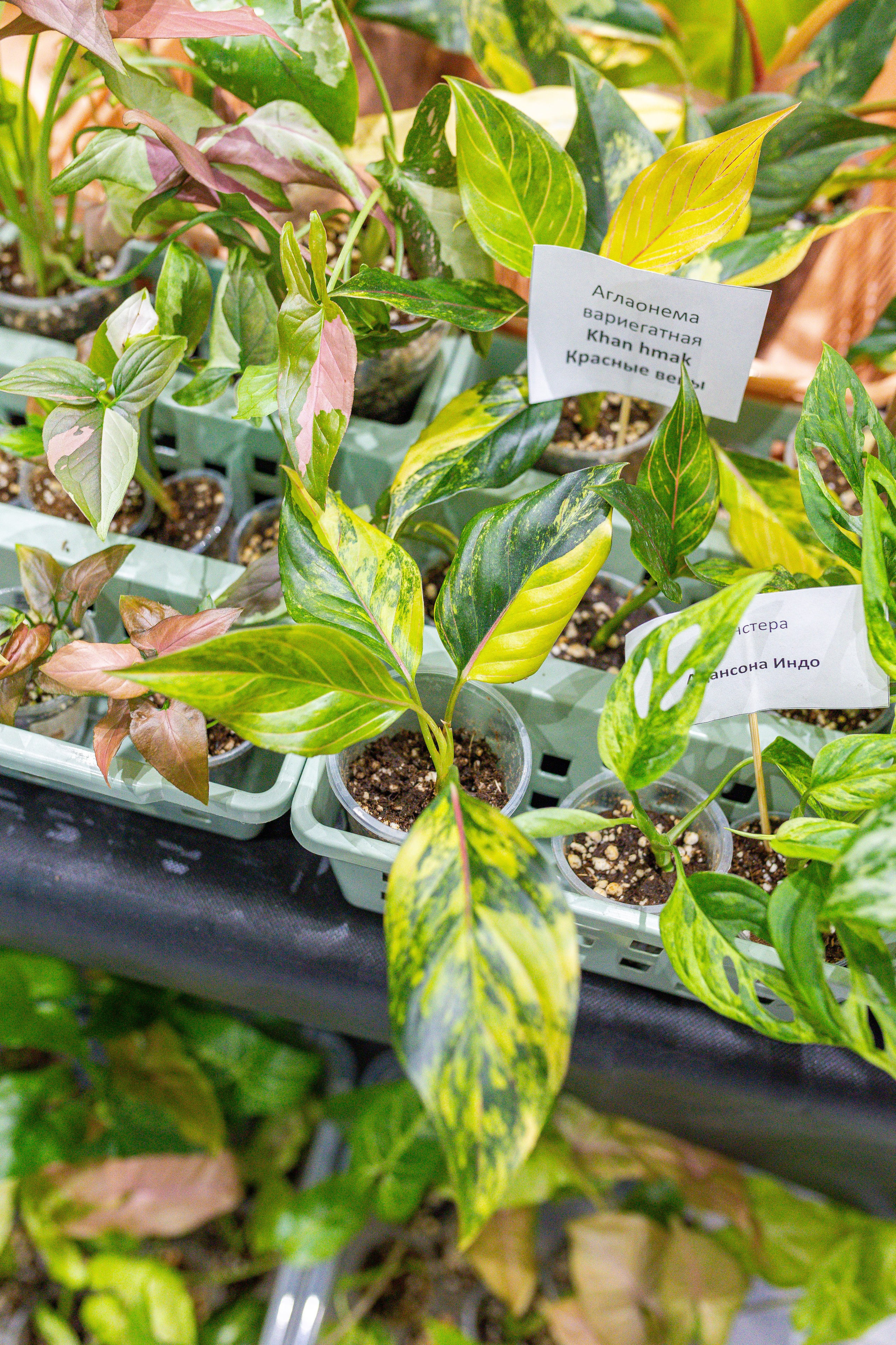 Орхидиум 12.2025. Александра Куликова фотограф, Москва