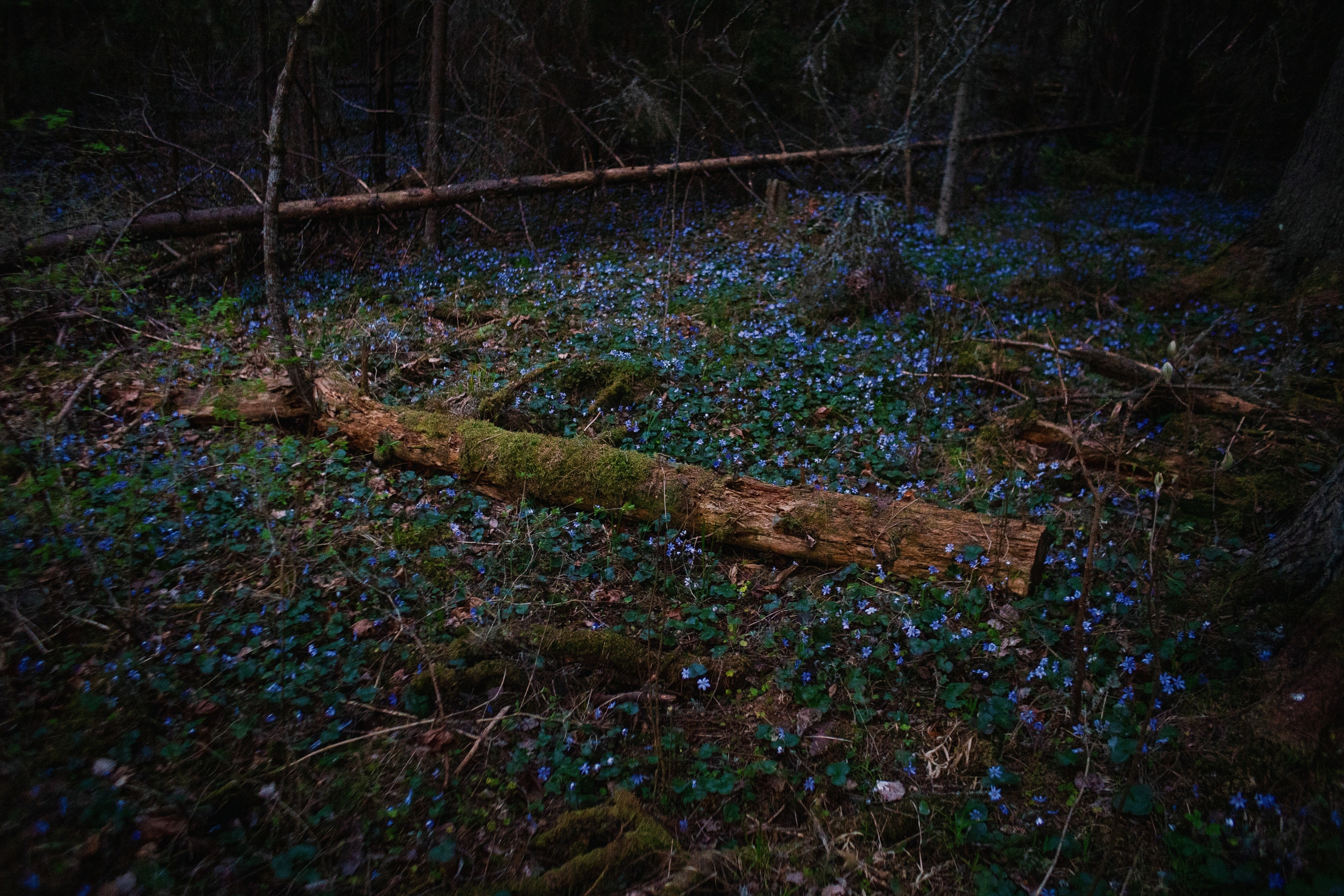 Природа. Трандин Иван Фотограф СПб