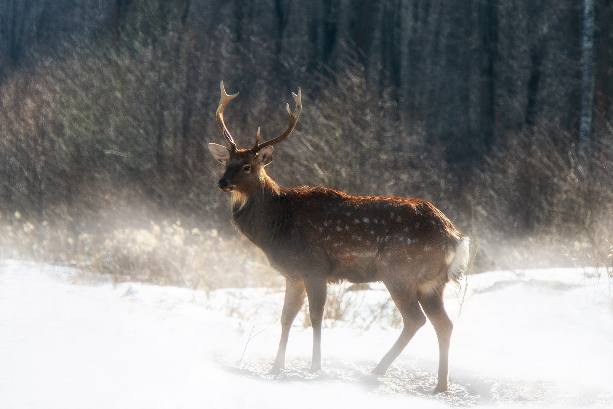 Животные. Ваш личный фотограф Марина Волкова
