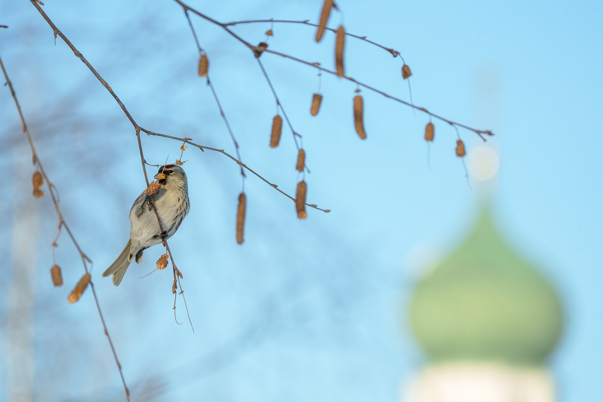 Удивительные мир птиц. Вокруг нас столько прекрасного — присмотритесь!. Ваш личный фотограф Марина Волкова