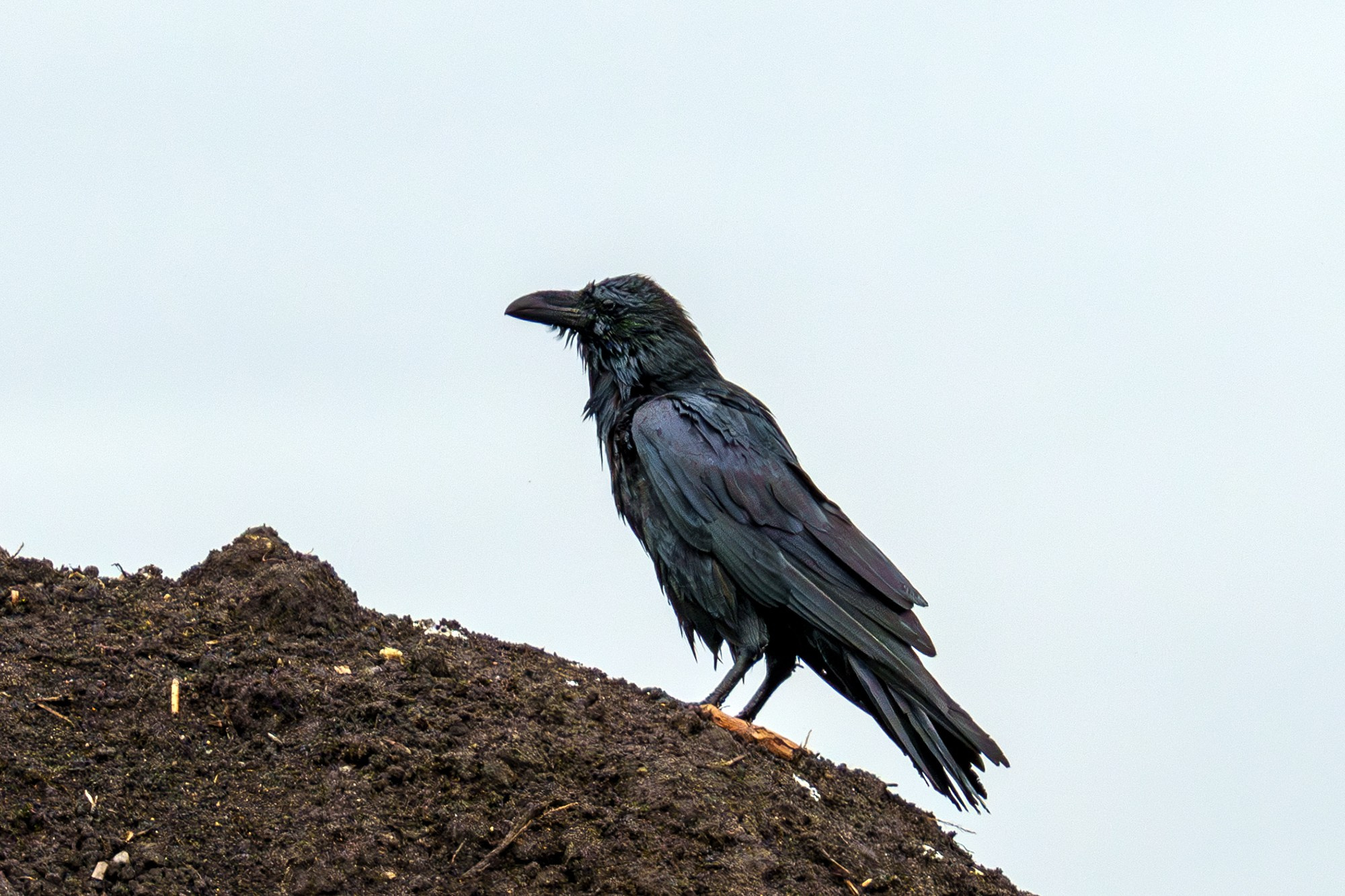Удивительные мир птиц. Вокруг нас столько прекрасного — присмотритесь!. Ваш личный фотограф Марина Волкова