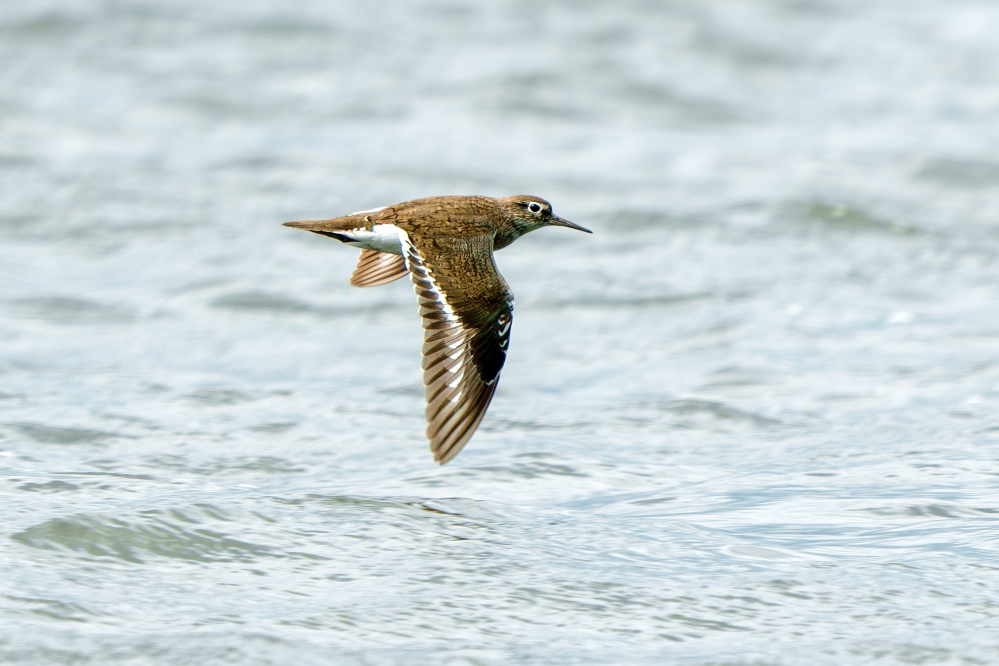 Удивительные мир птиц. Вокруг нас столько прекрасного — присмотритесь!. Ваш личный фотограф Марина Волкова