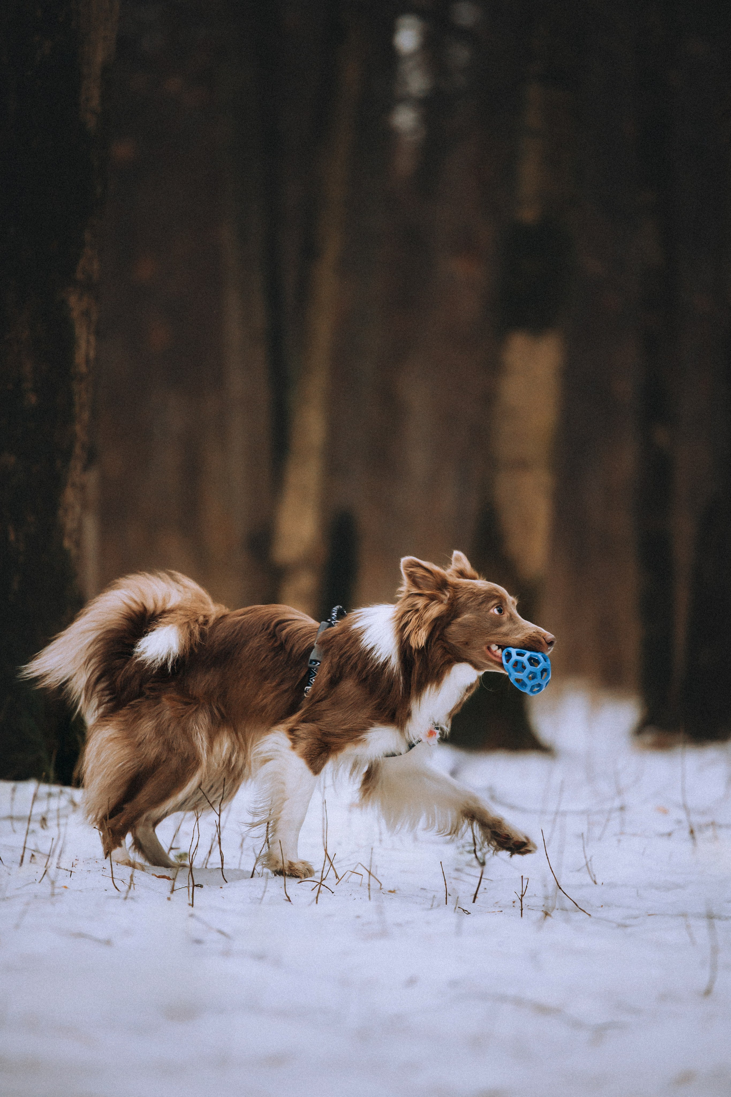Полина, Милли и Паддингтон