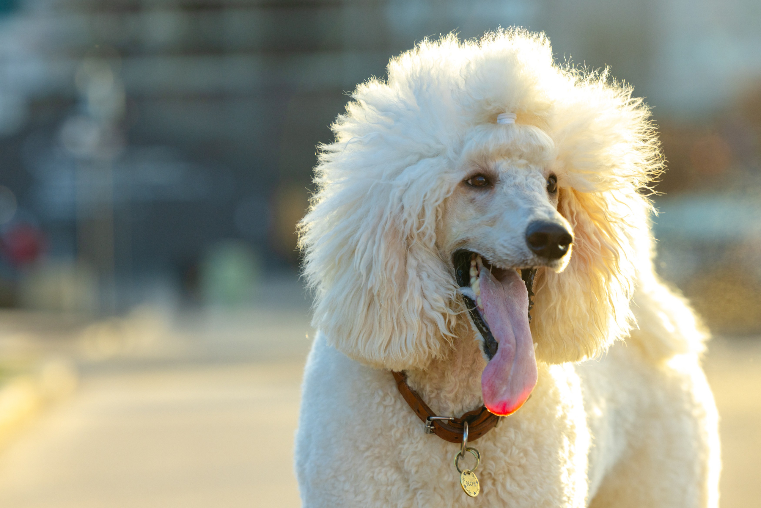 Клуб грумеров (прогулка и семинары). Виктория Зудина — фотограф в Москве
