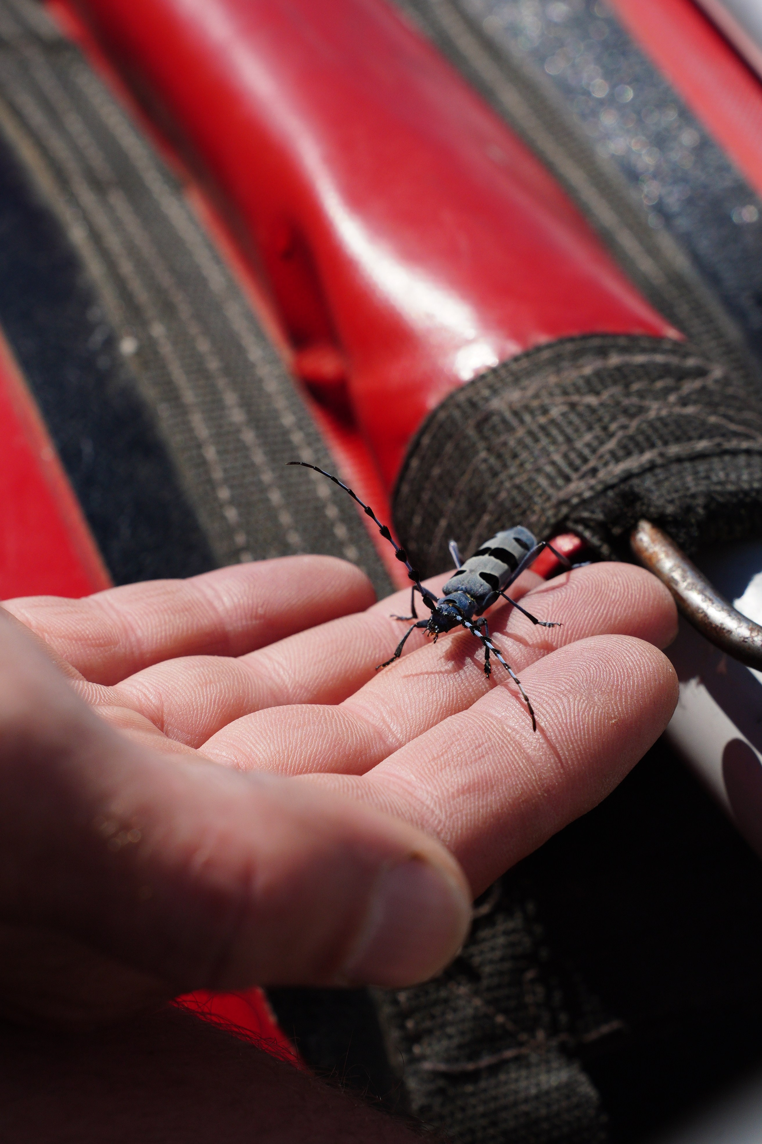 3-ех дневный сплав по «Уфимке». Pupov.png