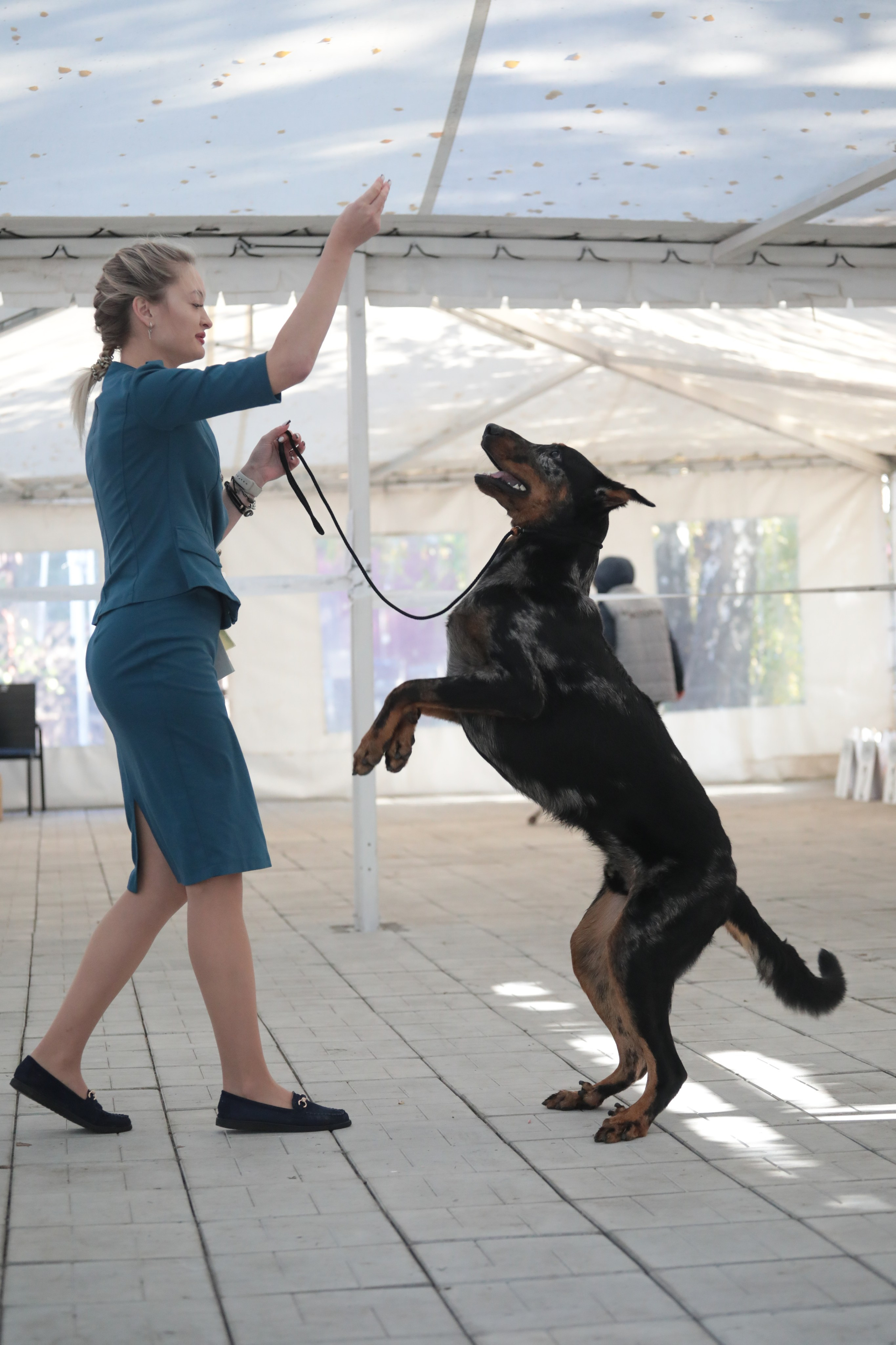 Выставка собак РКФ. Фотограф Екатерина Козловская