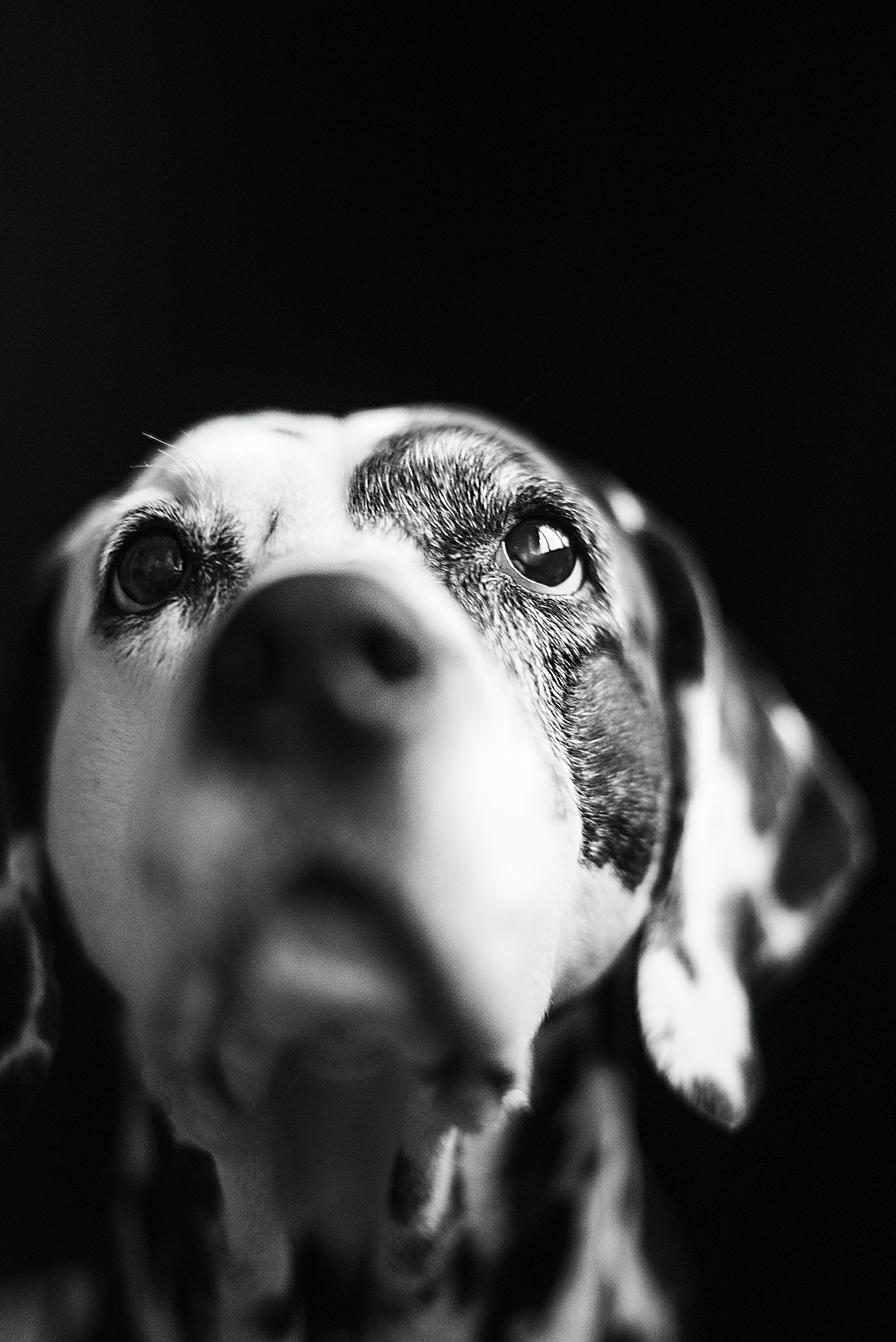 Фотосессия с животными в Туле, фотограф Женя Смокина