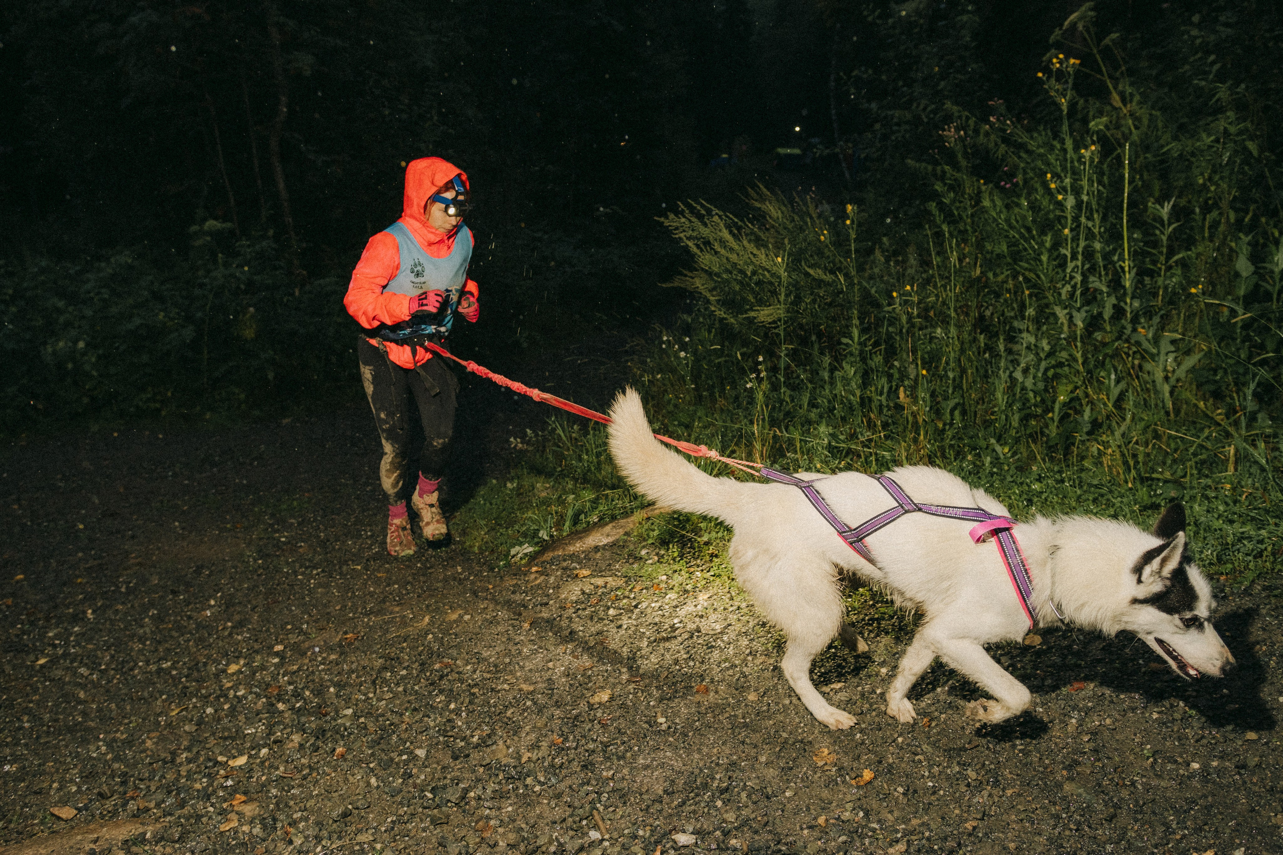 Дог-треккинг