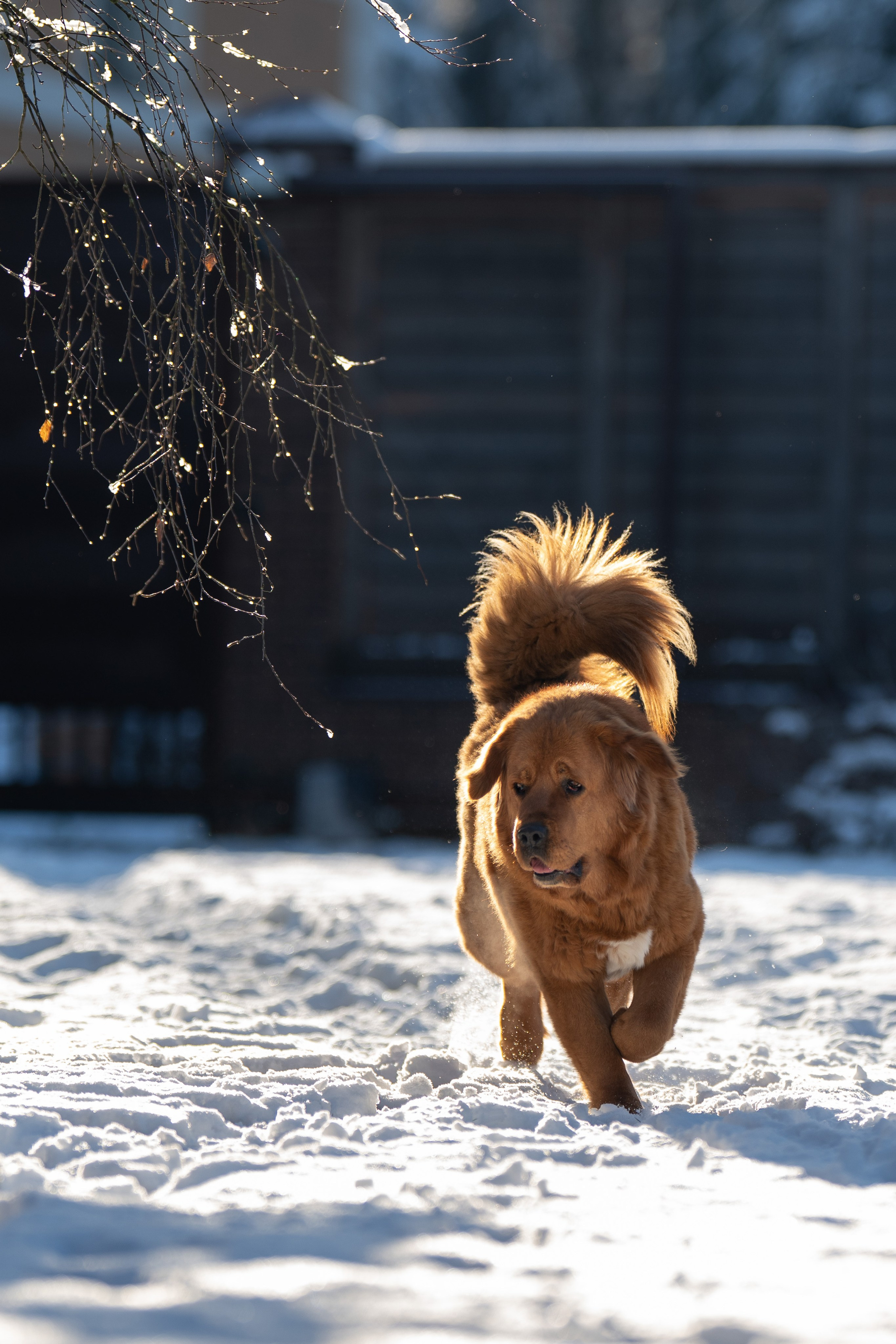 Первый снег 16 ноября 2025. -