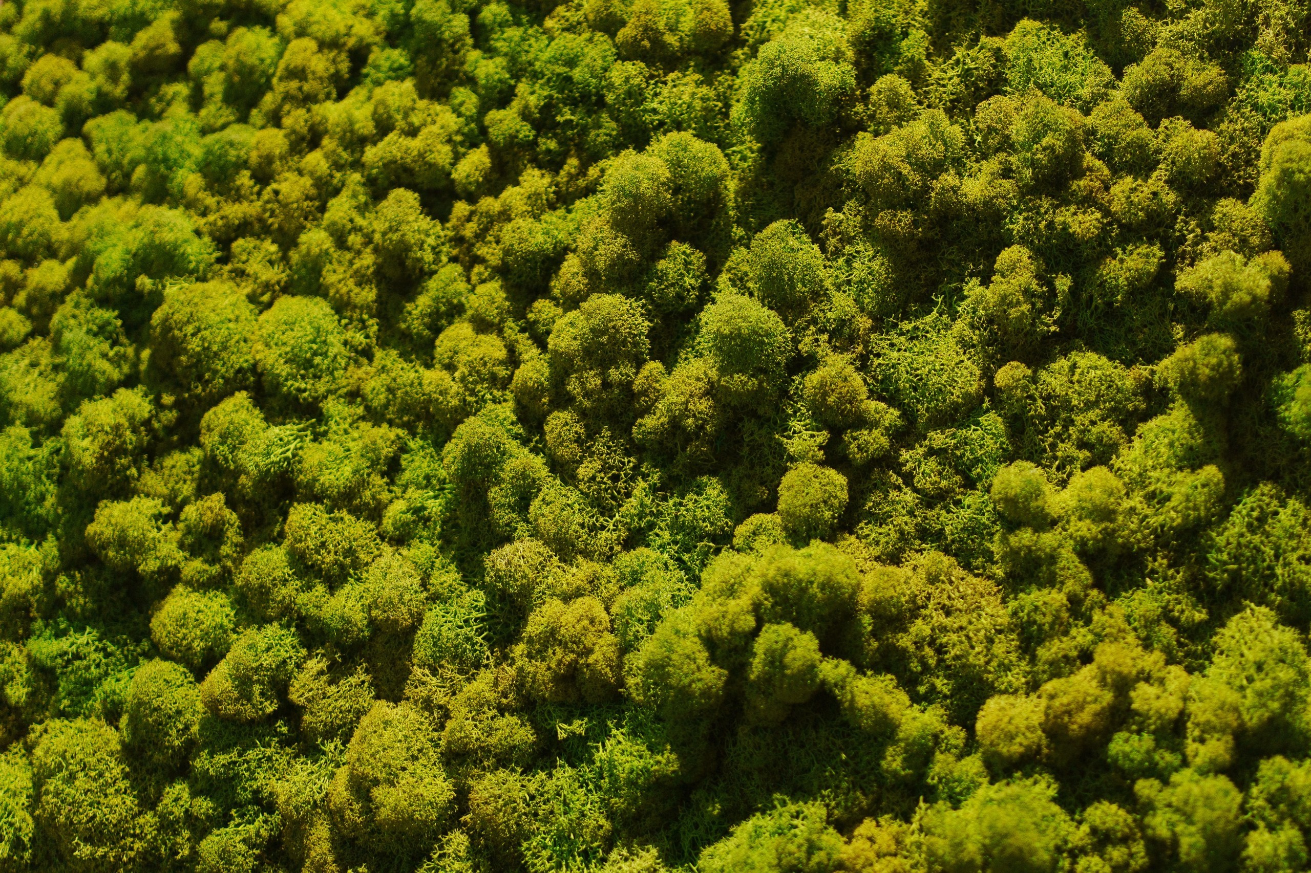 Открытие магазина «GreenLeaf» в Уфе — репортаж с участием президента компании