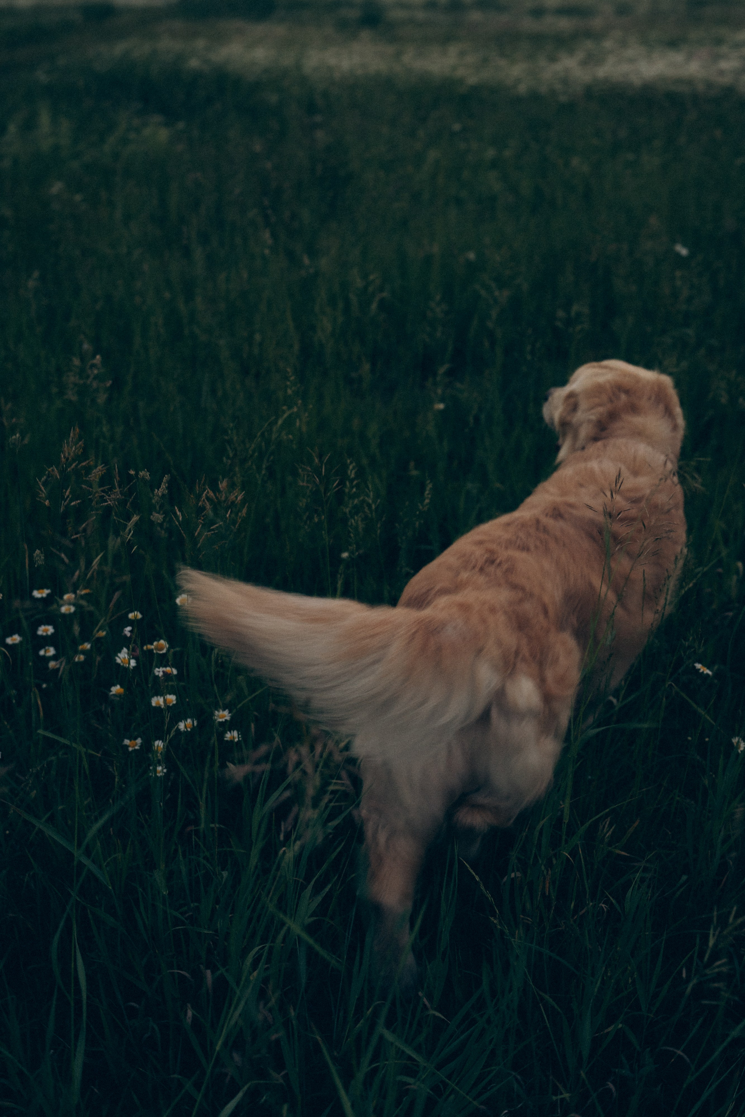 Кристина, Александр, Каролина, Владлен и Космос. Фотограф анималист в Москве и Санкт-Петербурге Свиридова Анна