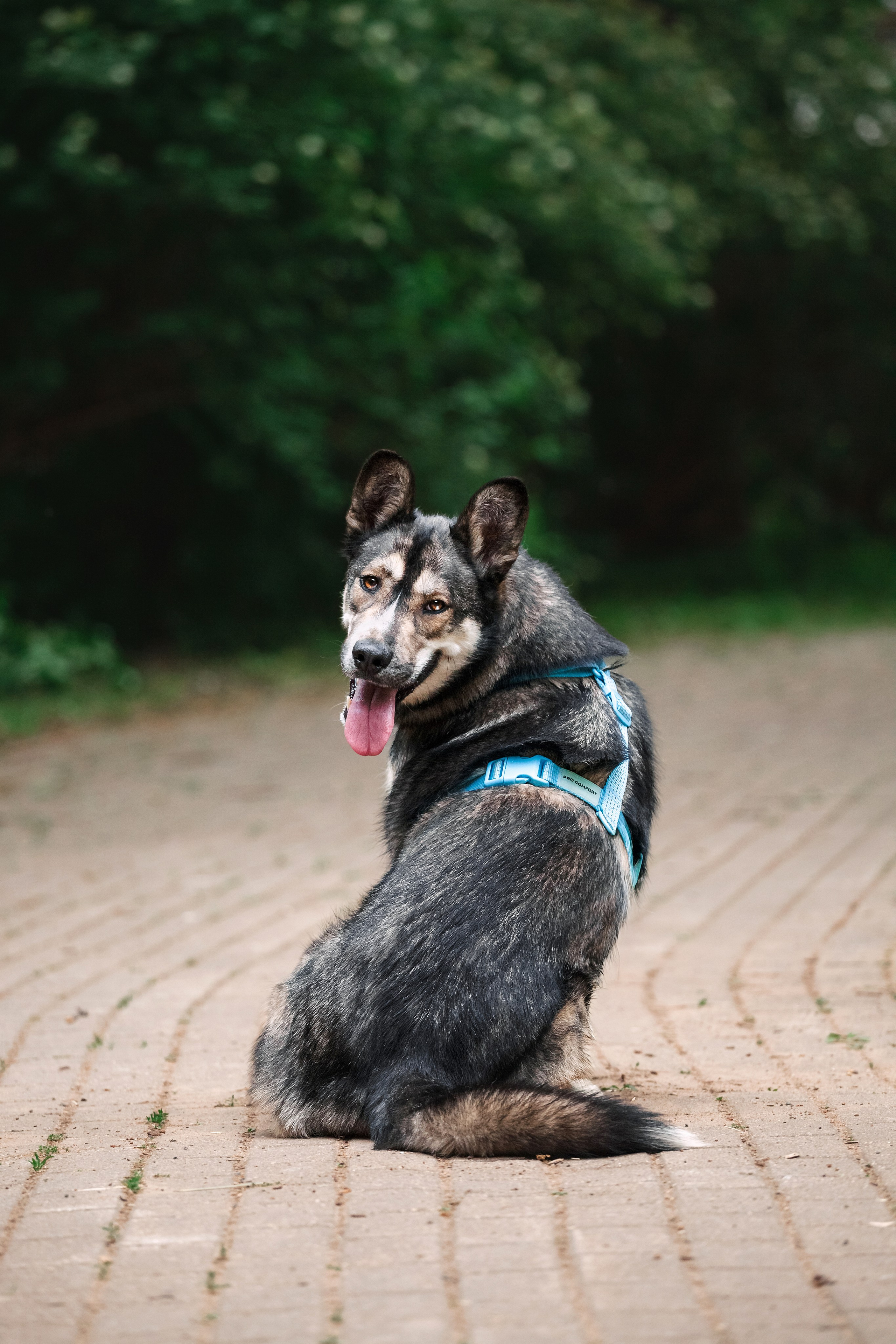 Собаки из приюта Дубовая роща лето 2025. Фотограф-анималист Татьяна Степанова