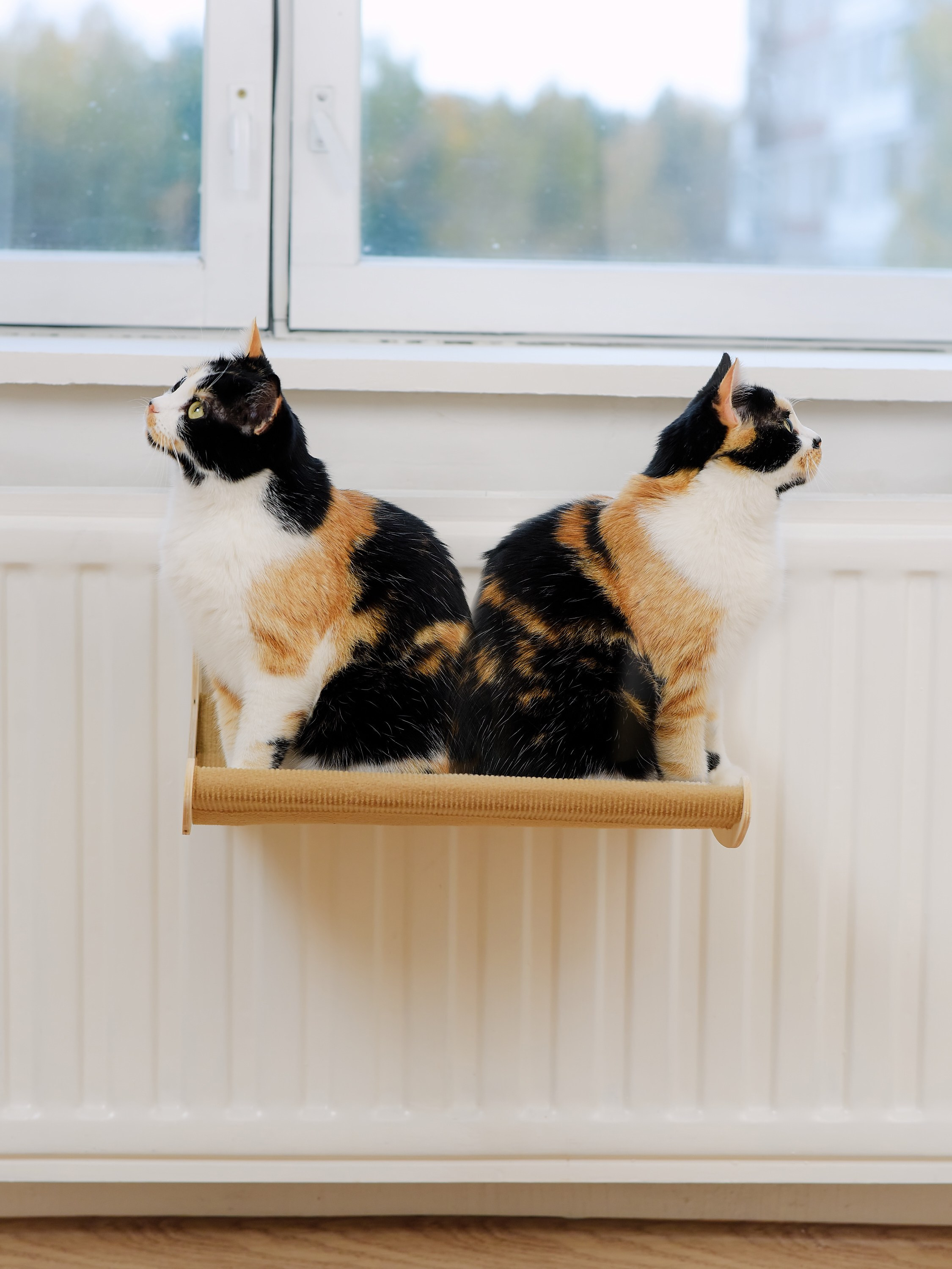 Товары для животных. Предметный фотограф, инфографика и видео в Санкт-Петербурге