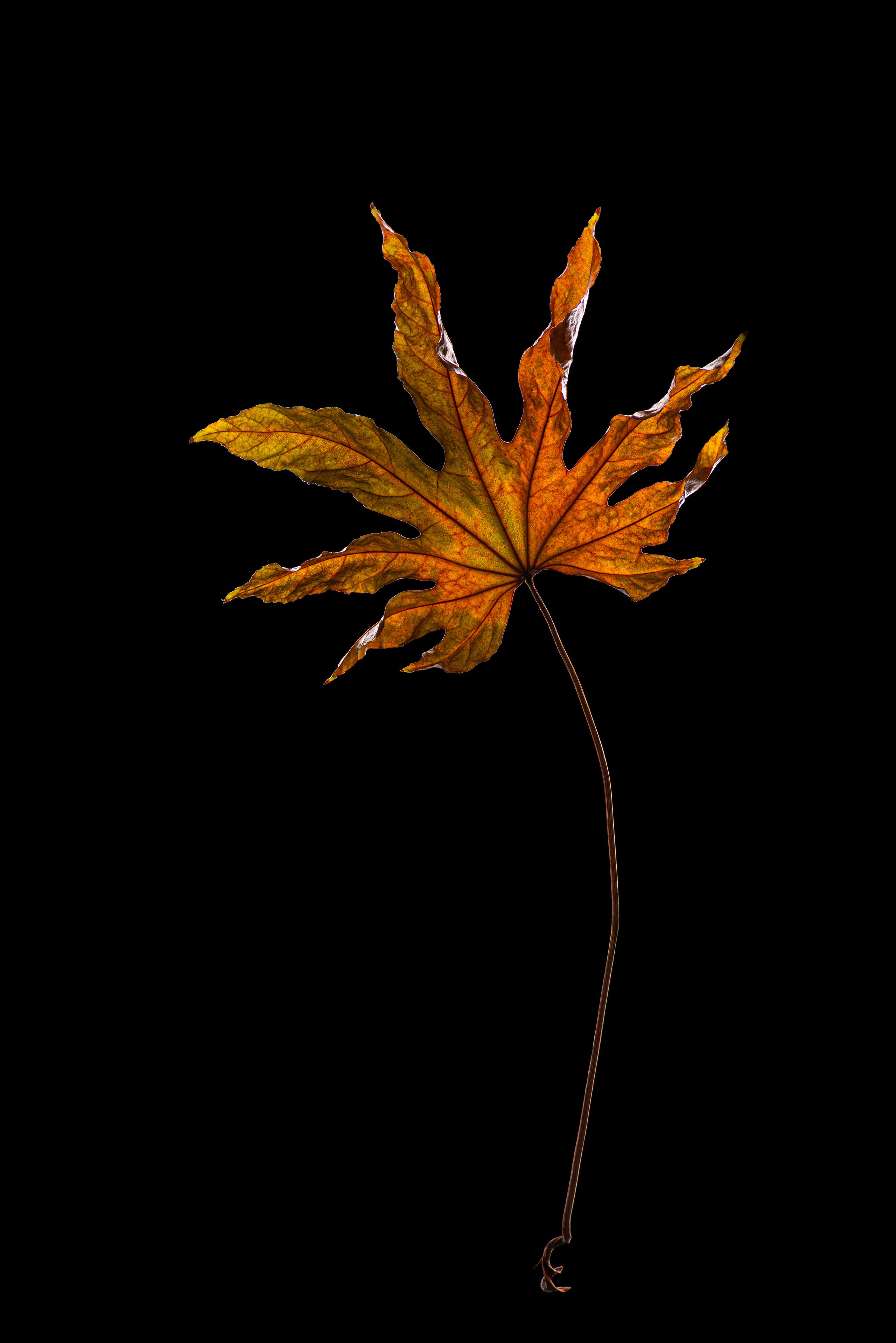 Красота цвета осени как они есть