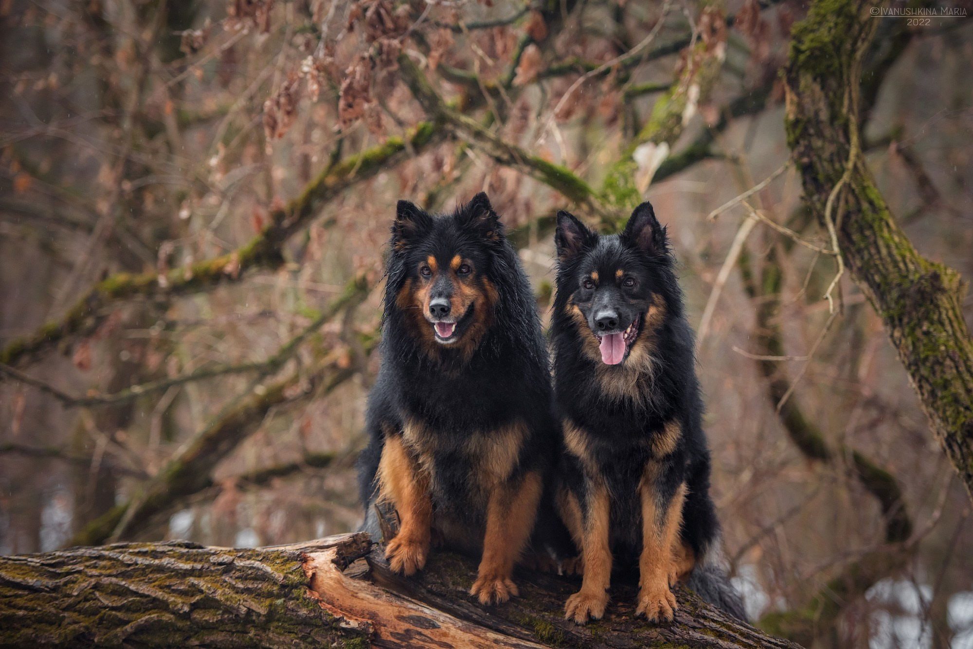 ходские псы