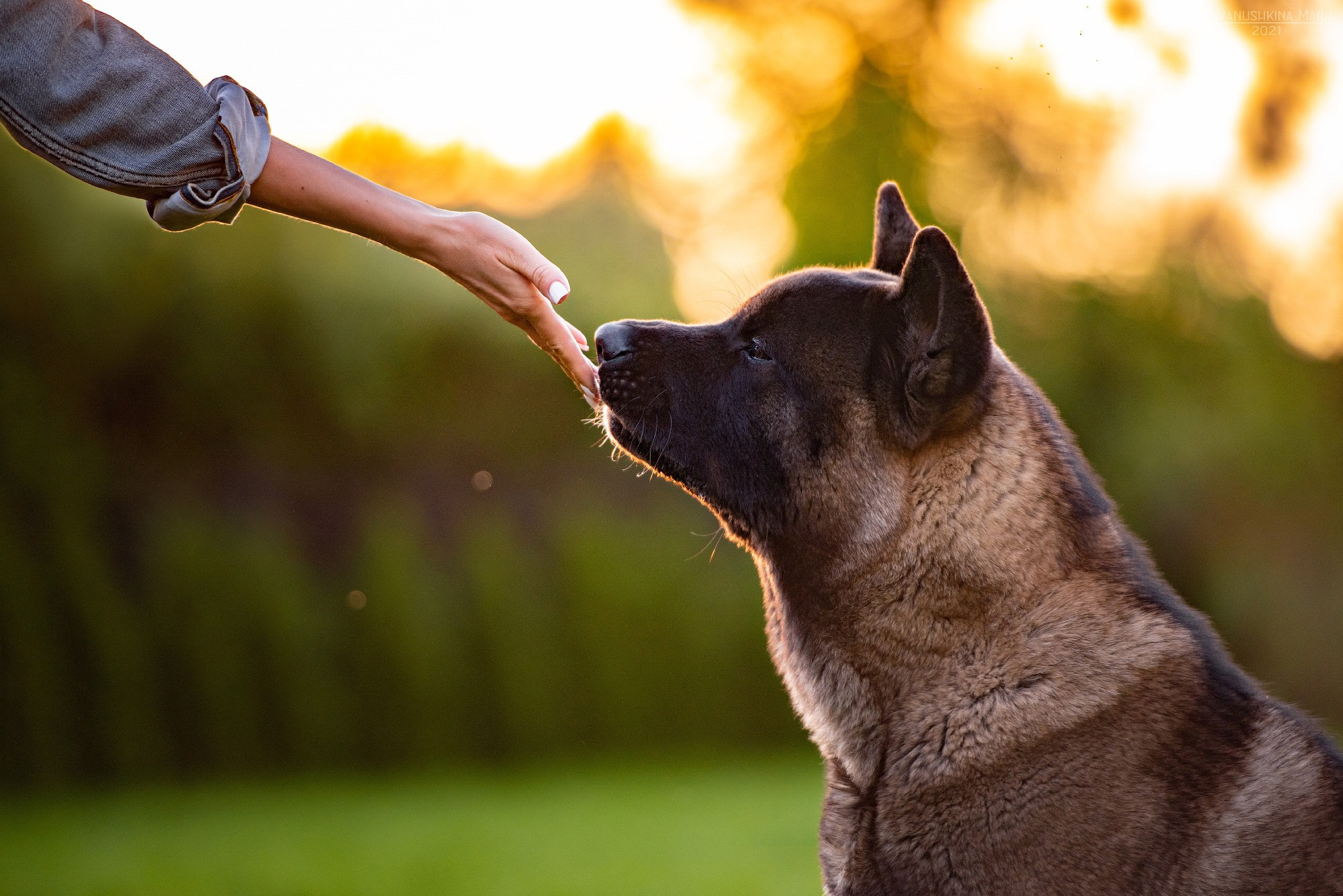 Фотосессия с собакой. Фотограф собак в Москве и Московской области Иванушкина Мария